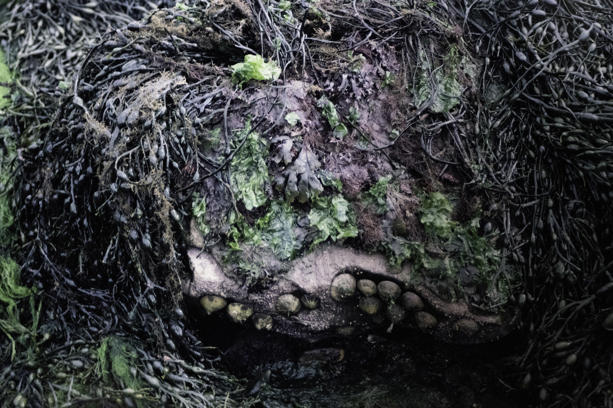 . Site: Audley's Castle rocks, Strangford Lough. 