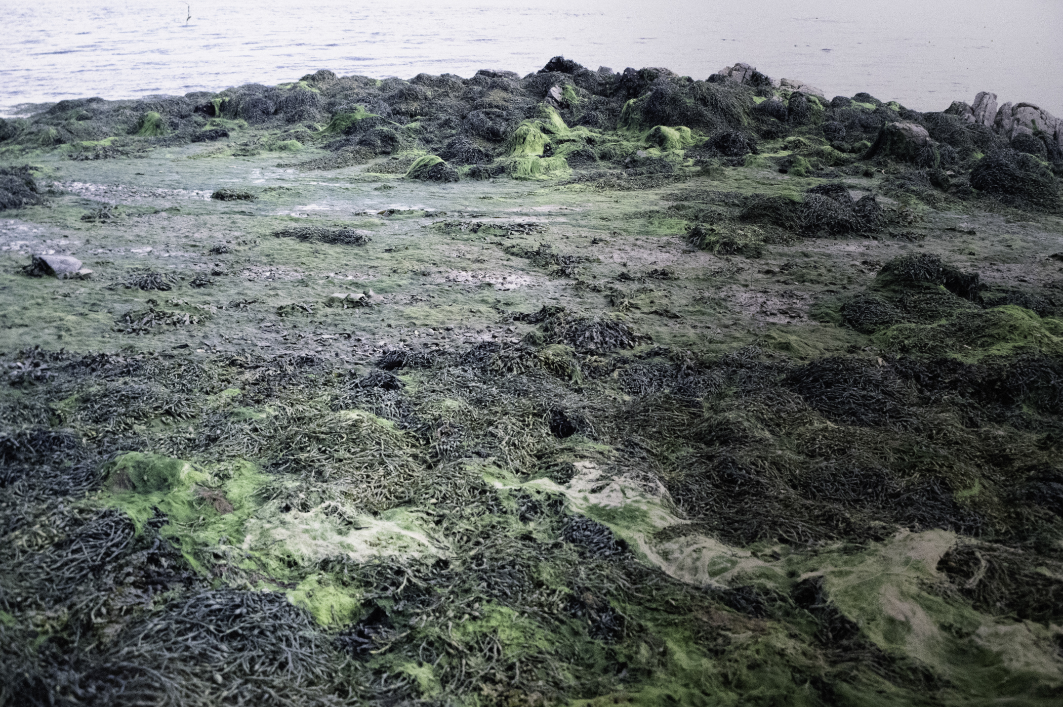 . Site: Audley's Castle rocks, Strangford Lough. 