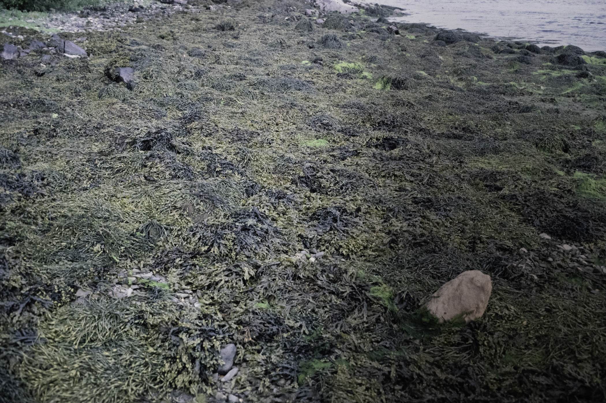 . Site: Audley's Castle rocks, Strangford Lough. 