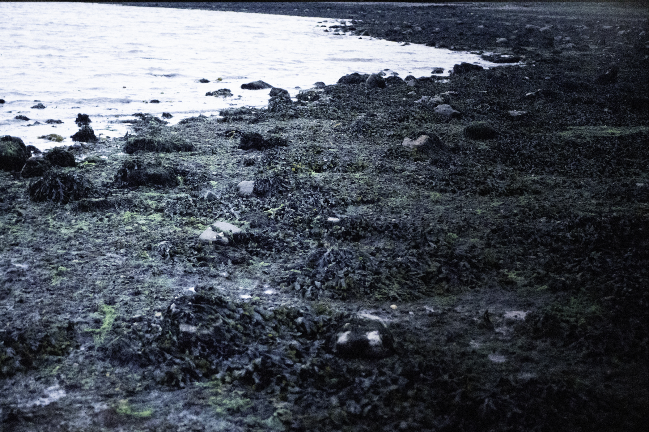 . Site: Chapel Island Causeway, Strangford Lough. 