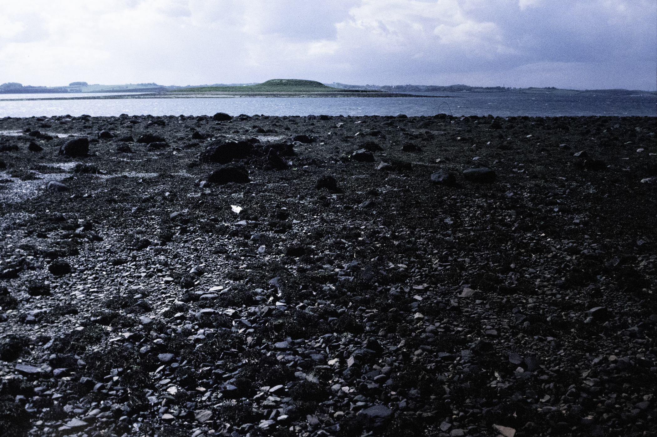 . Site: Chapel Island Causeway, Strangford Lough. 