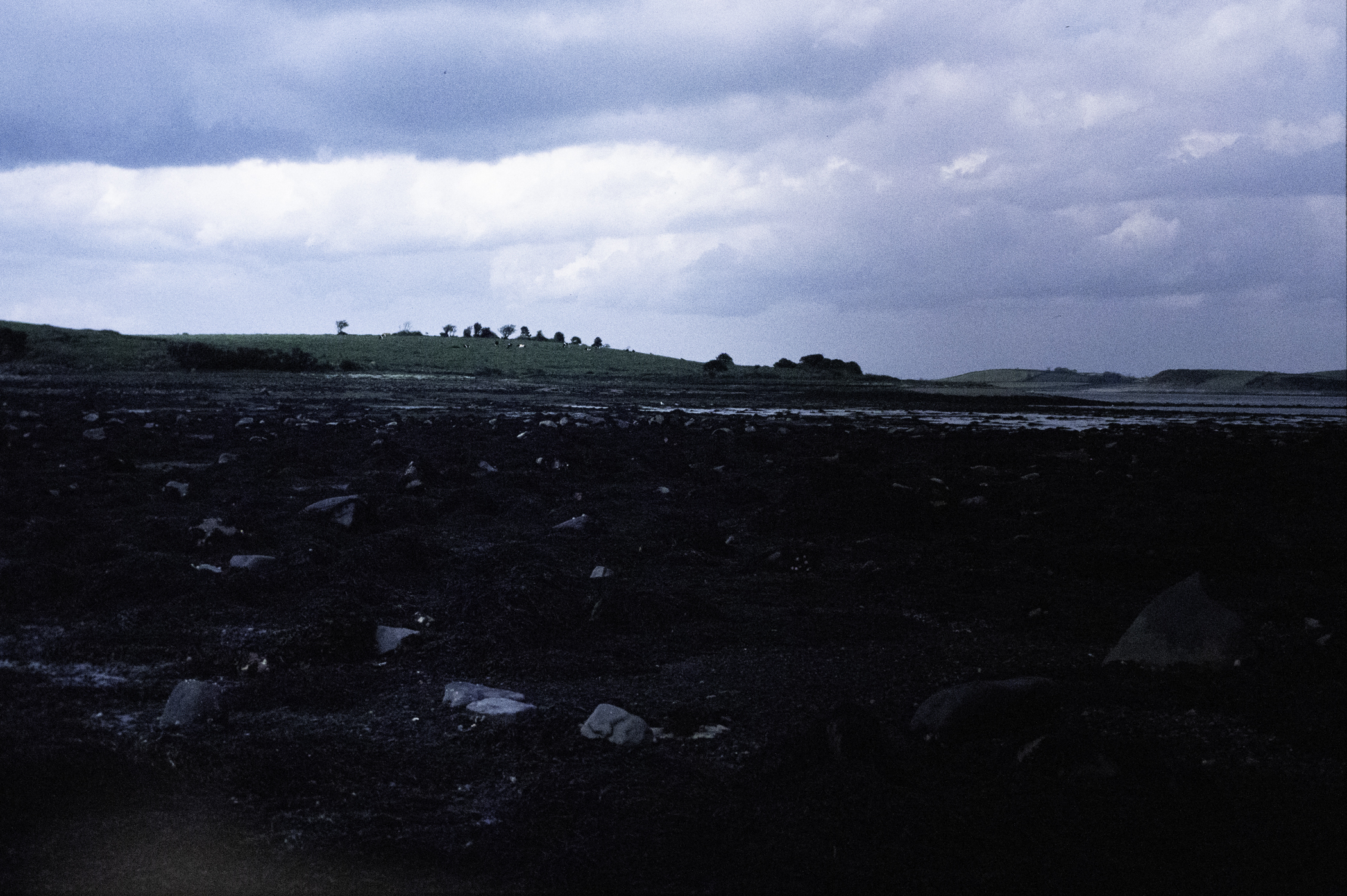 . Site: Chapel Island Causeway, Strangford Lough. 