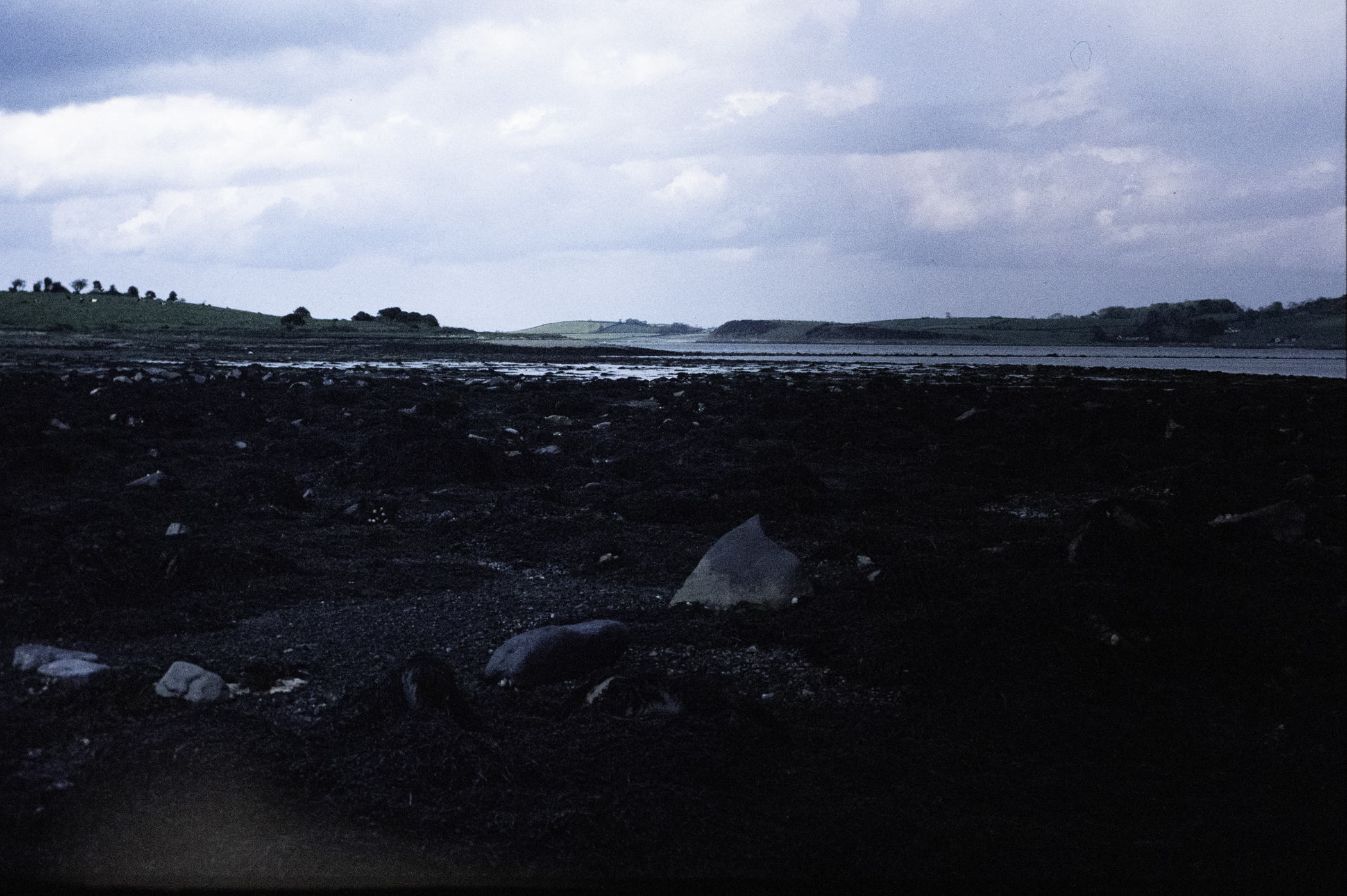 . Site: Chapel Island Causeway, Strangford Lough. 