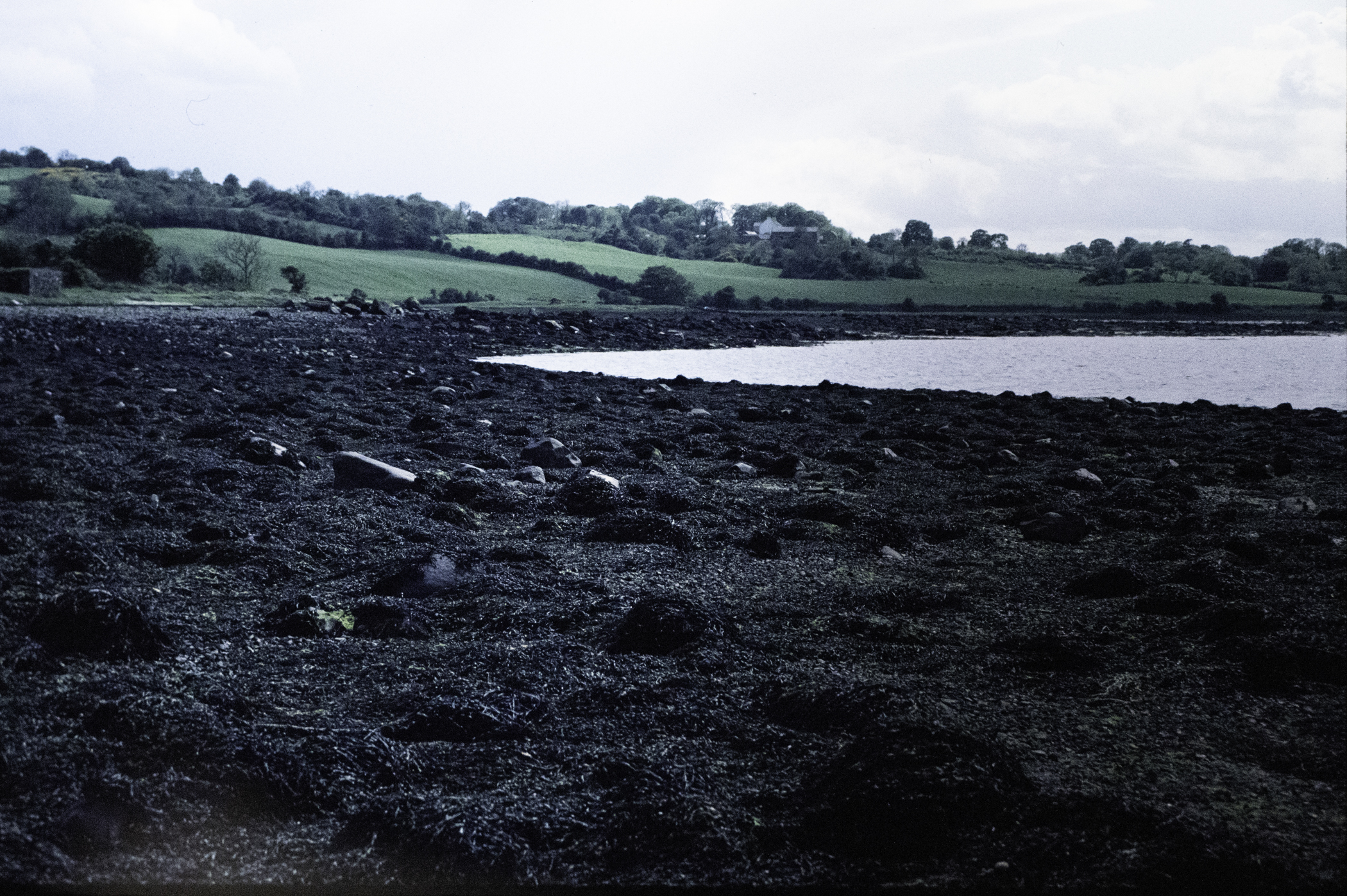 . Site: Chapel Island Causeway, Strangford Lough. 