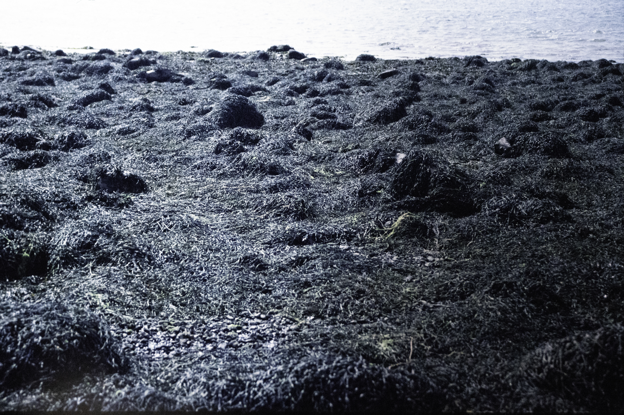 . Site: Chapel Island Causeway, Strangford Lough. 