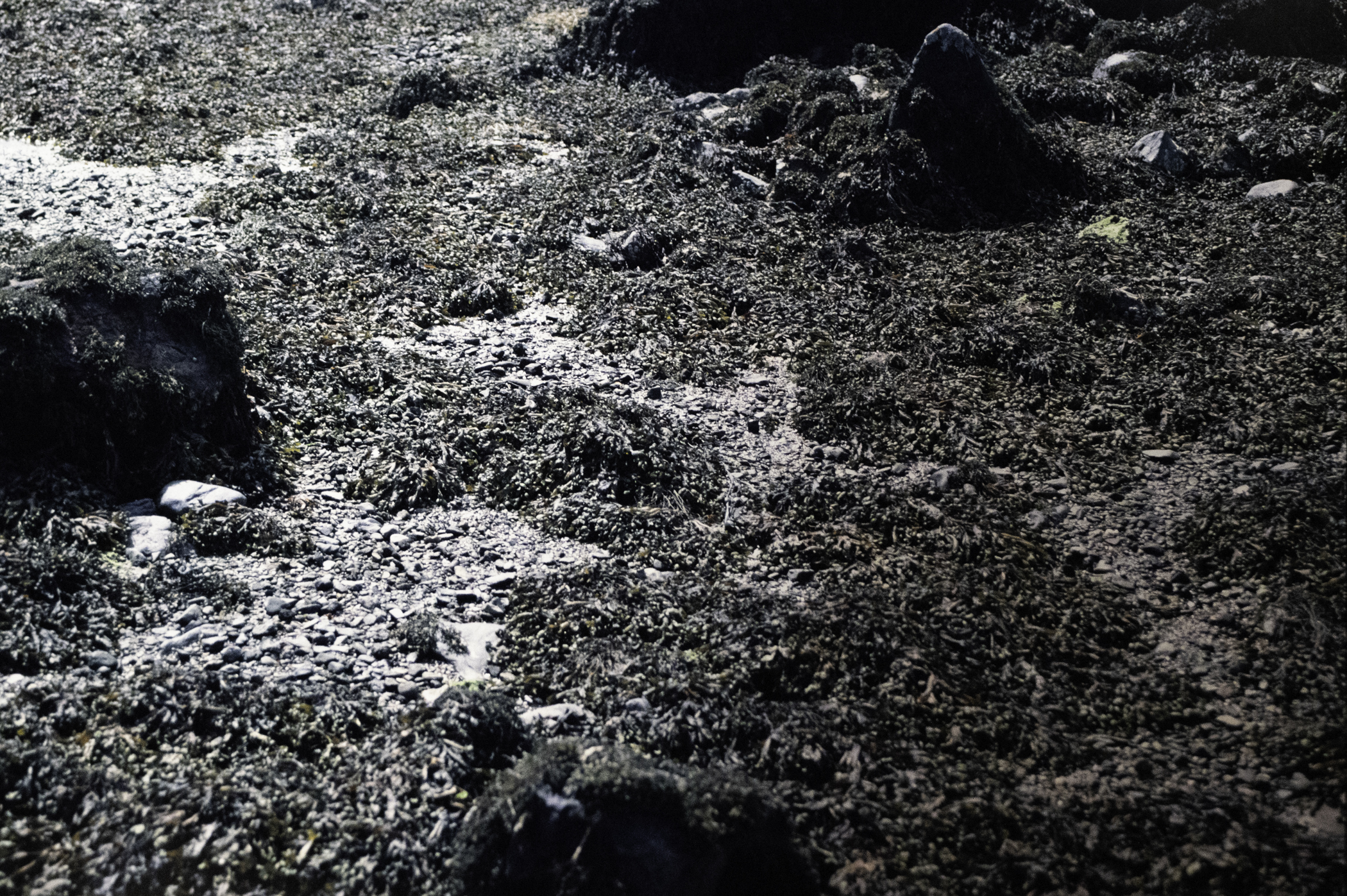 . Site: Chapel Island Causeway, Strangford Lough. 