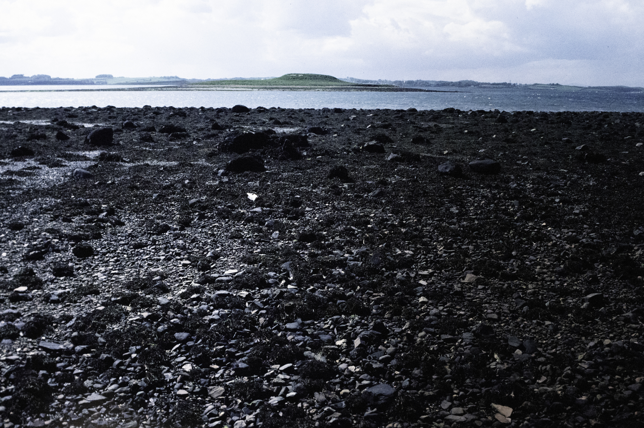 . Site: Chapel Island Causeway, Strangford Lough. 