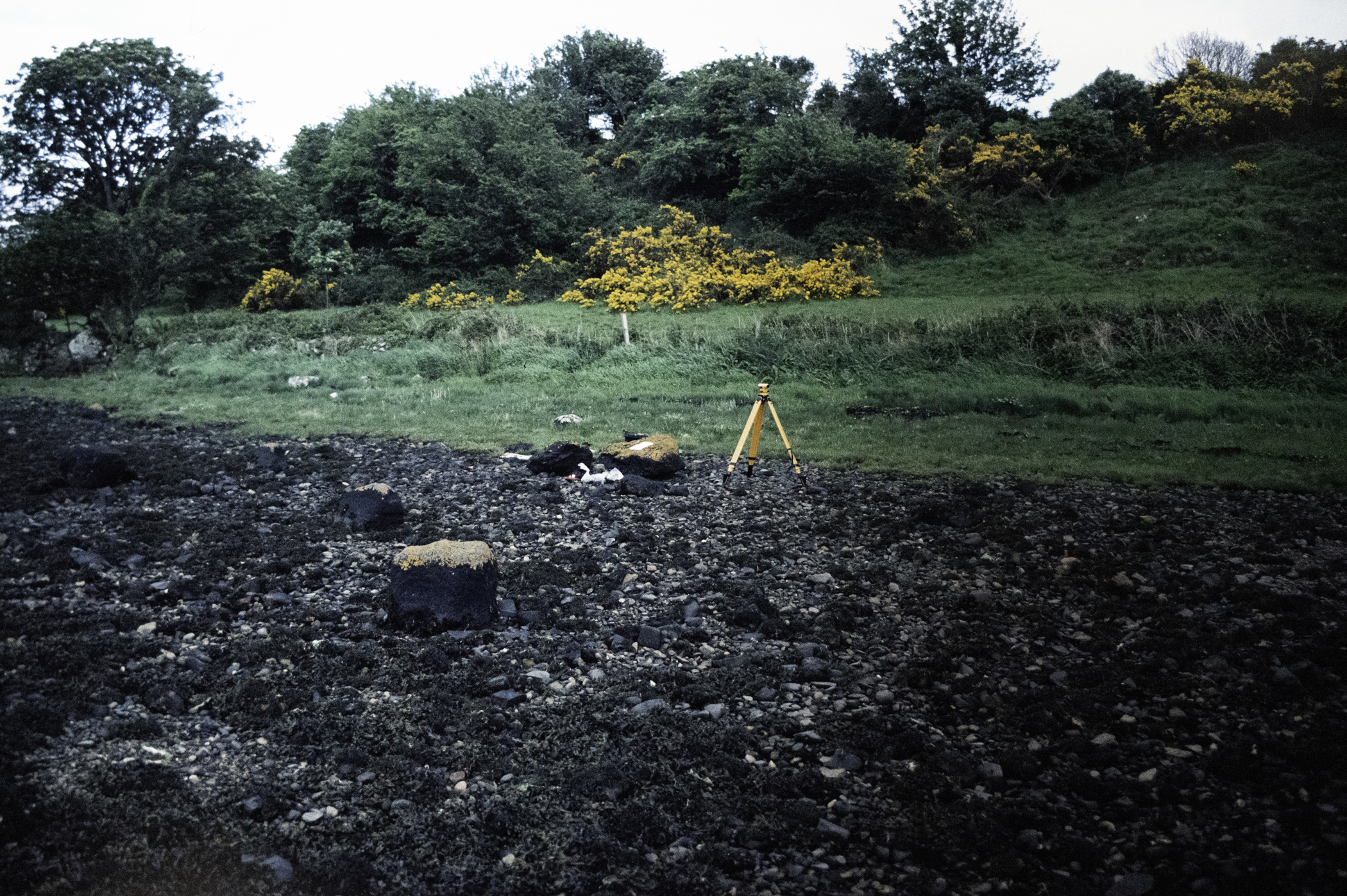 . Site: Chapel Island Causeway, Strangford Lough. 