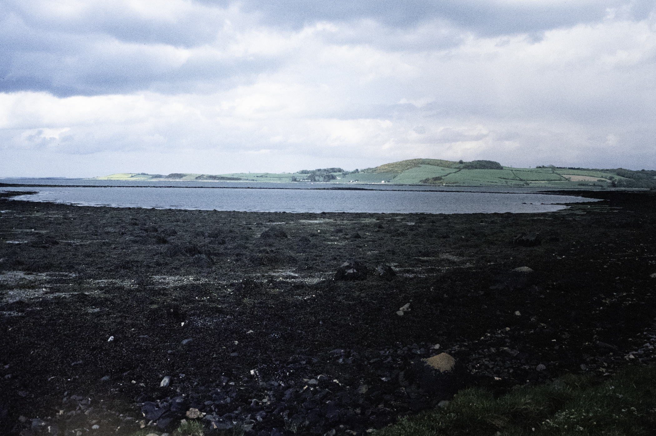 . Site: Chapel Island Causeway, Strangford Lough. 