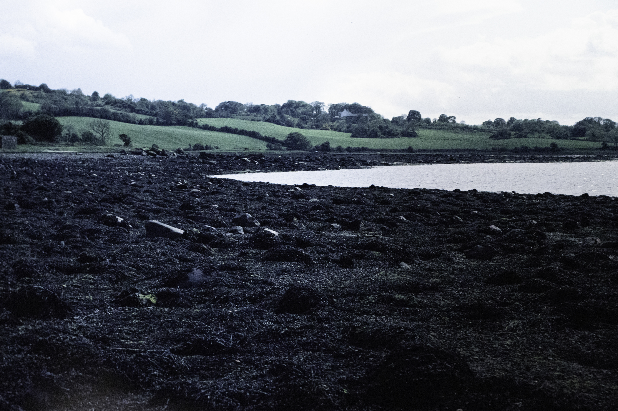 . Site: Chapel Island Causeway, Strangford Lough. 