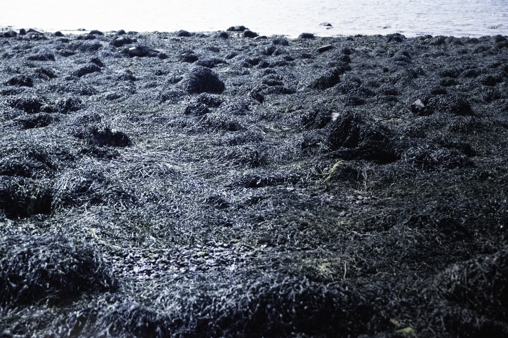 . Site: Chapel Island Causeway, Strangford Lough. 