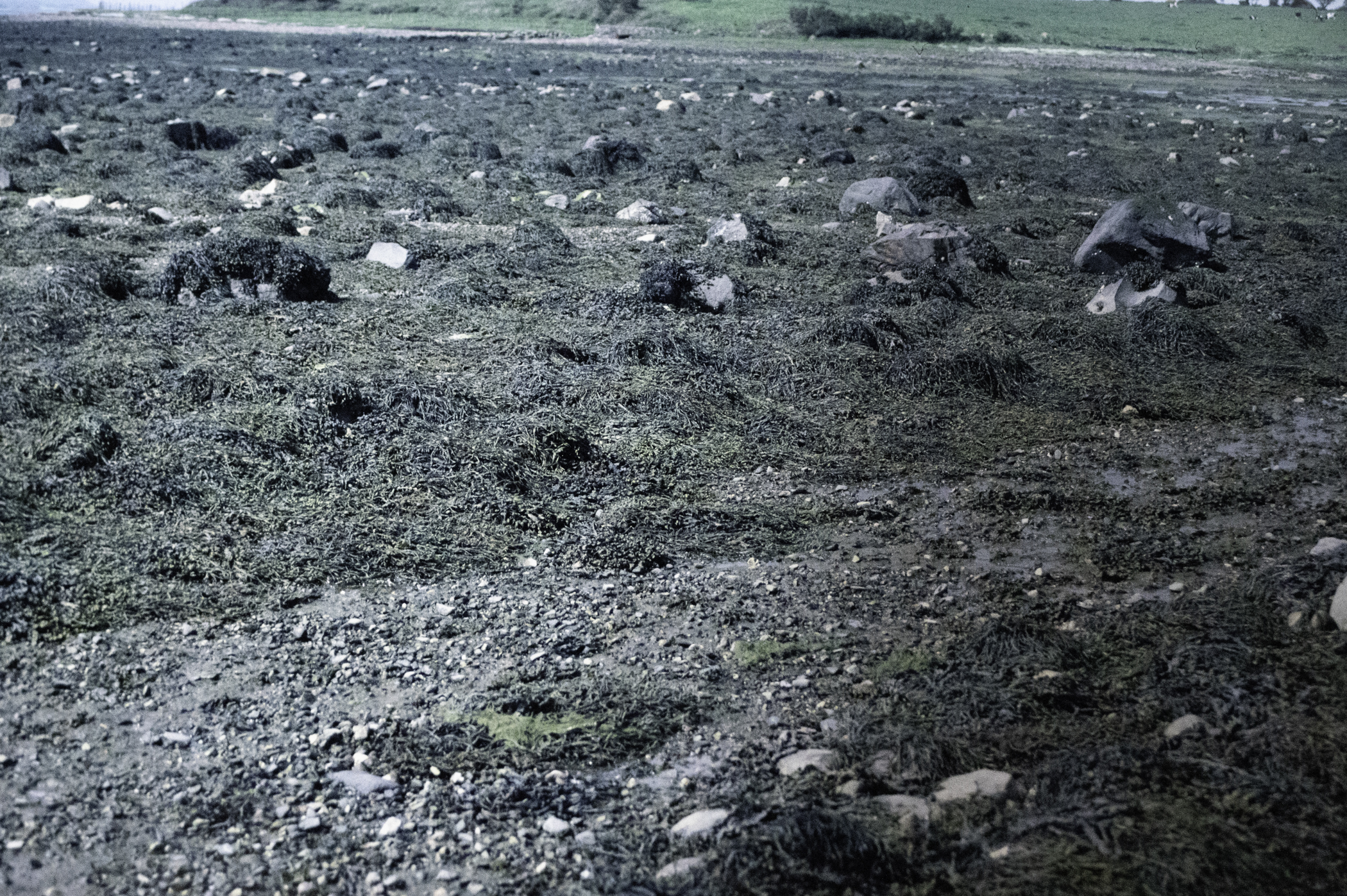 . Site: Chapel Island Causeway, Strangford Lough. 