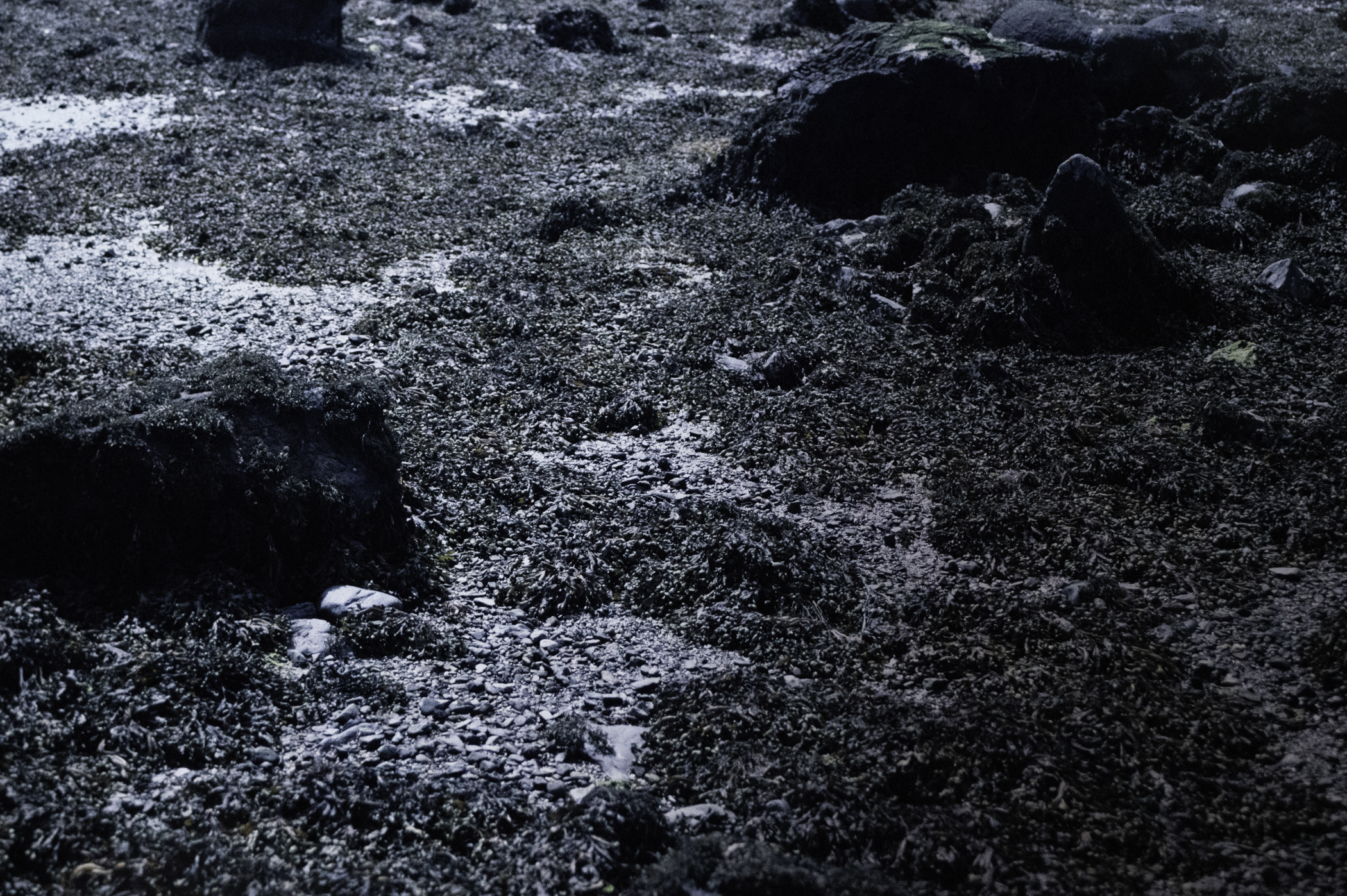 . Site: Chapel Island Causeway, Strangford Lough. 