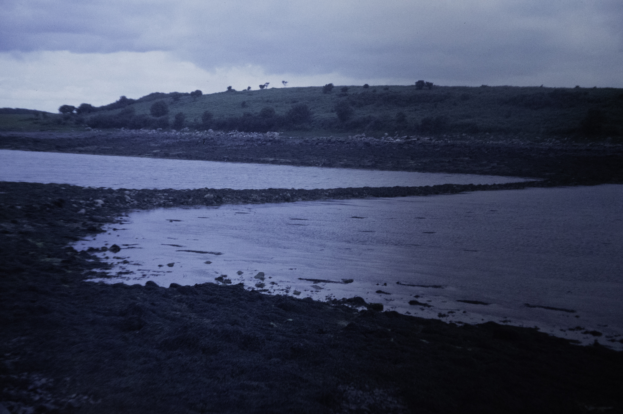 . Site: Castle Island Point, Strangford Lough. 