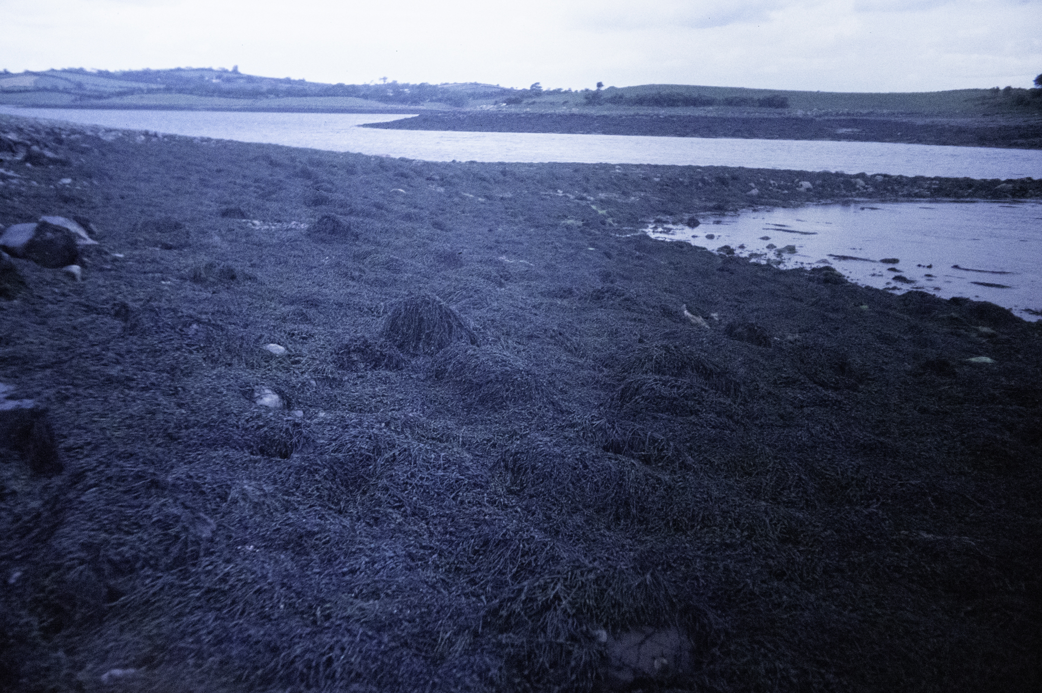 . Site: Castle Island Point, Strangford Lough. 