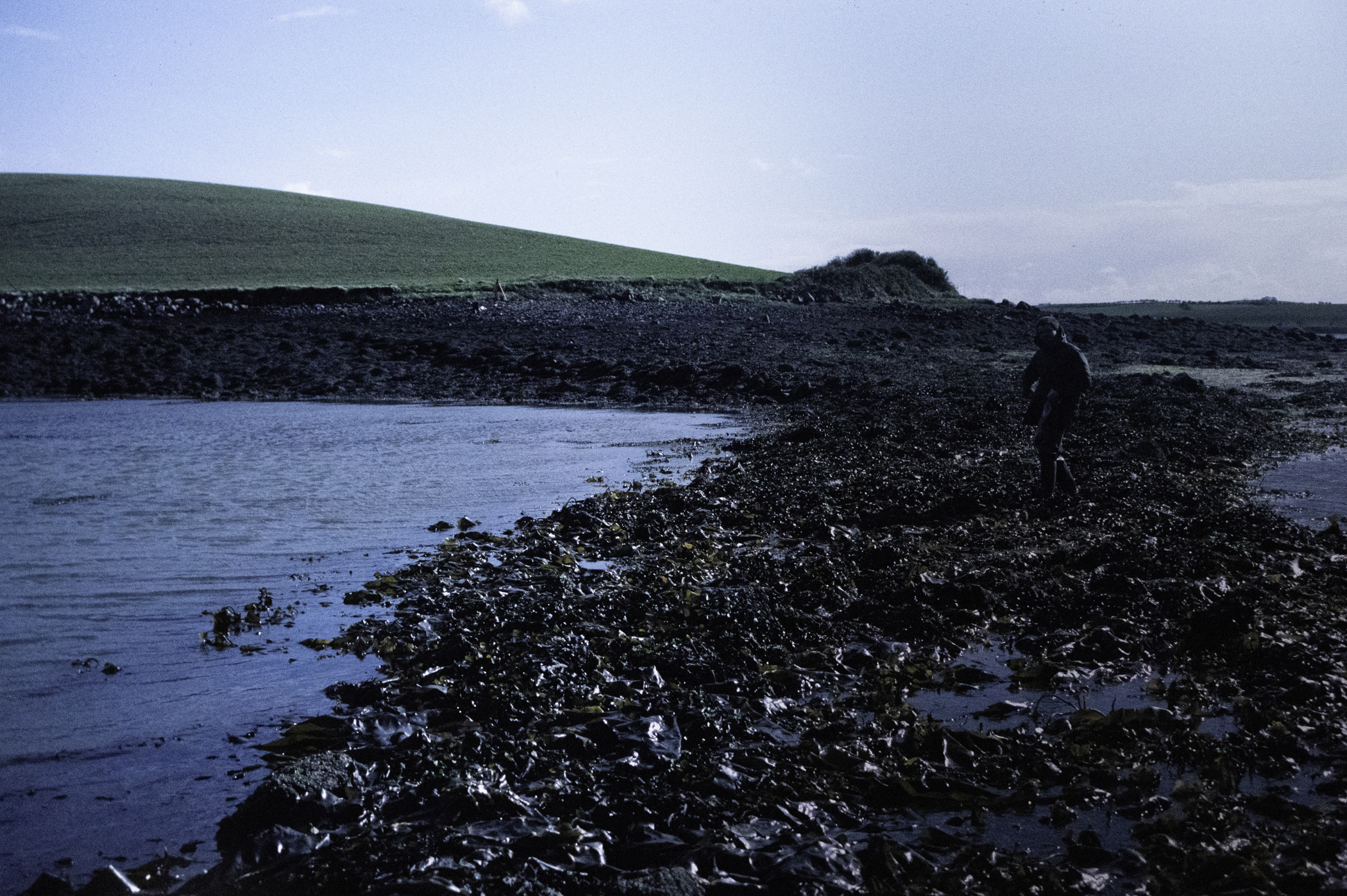 . Site: Castle Island Point, Strangford Lough. 