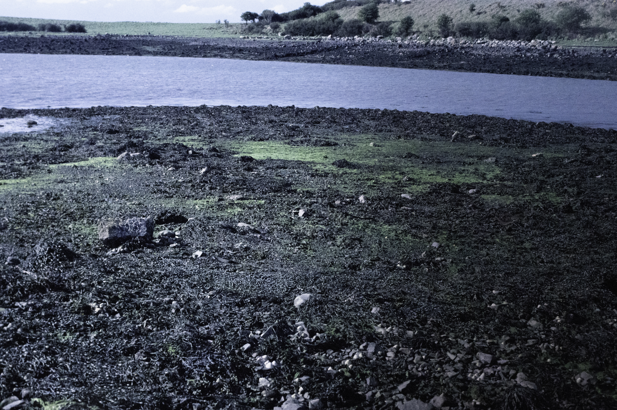 . Site: Castle Island Point, Strangford Lough. 