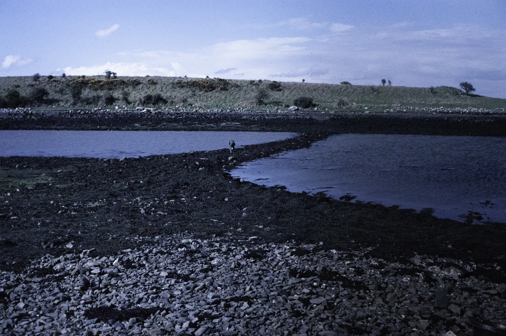 . Site: Castle Island Point, Strangford Lough. 