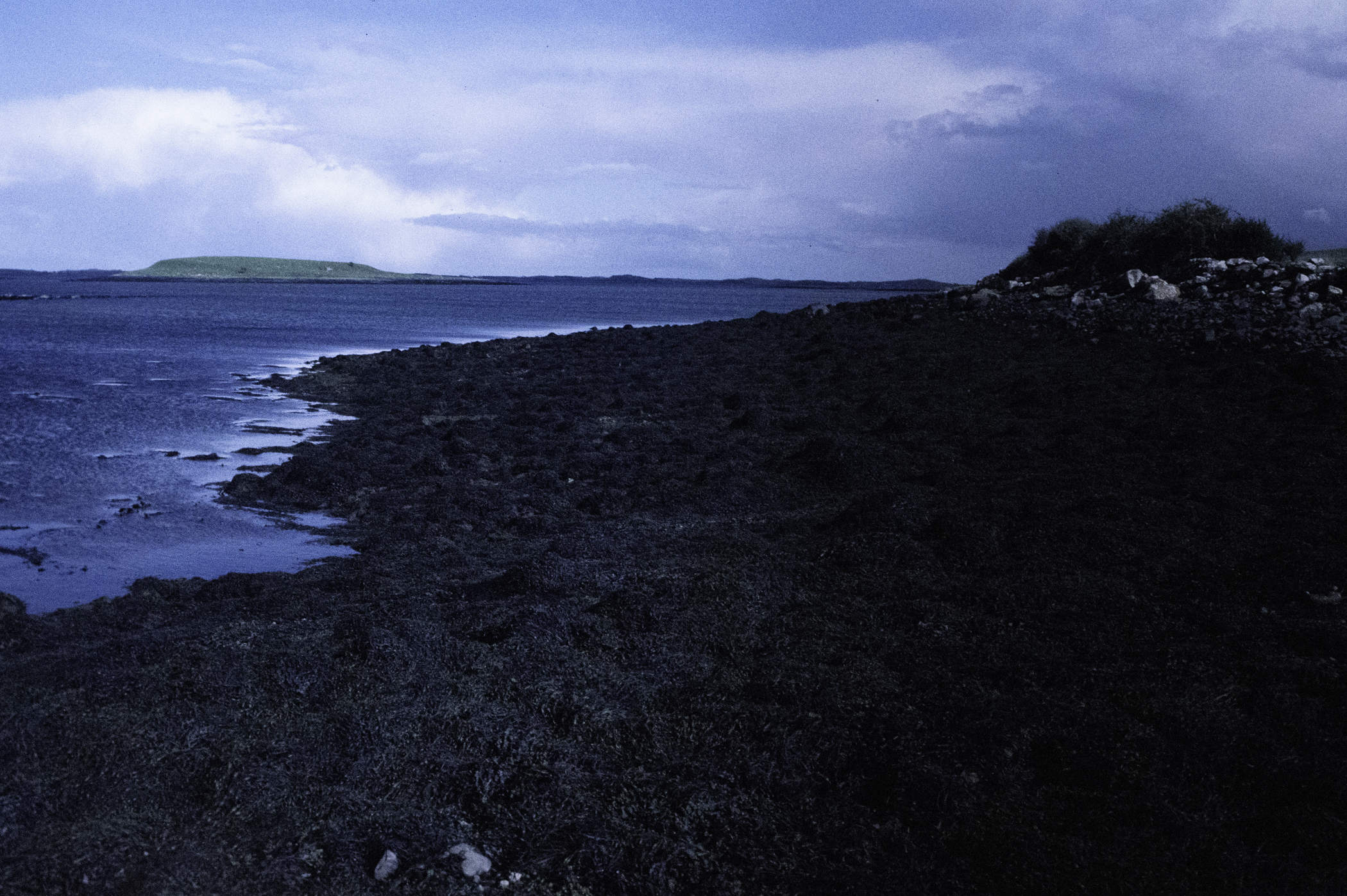 . Site: Castle Island Point, Strangford Lough. 