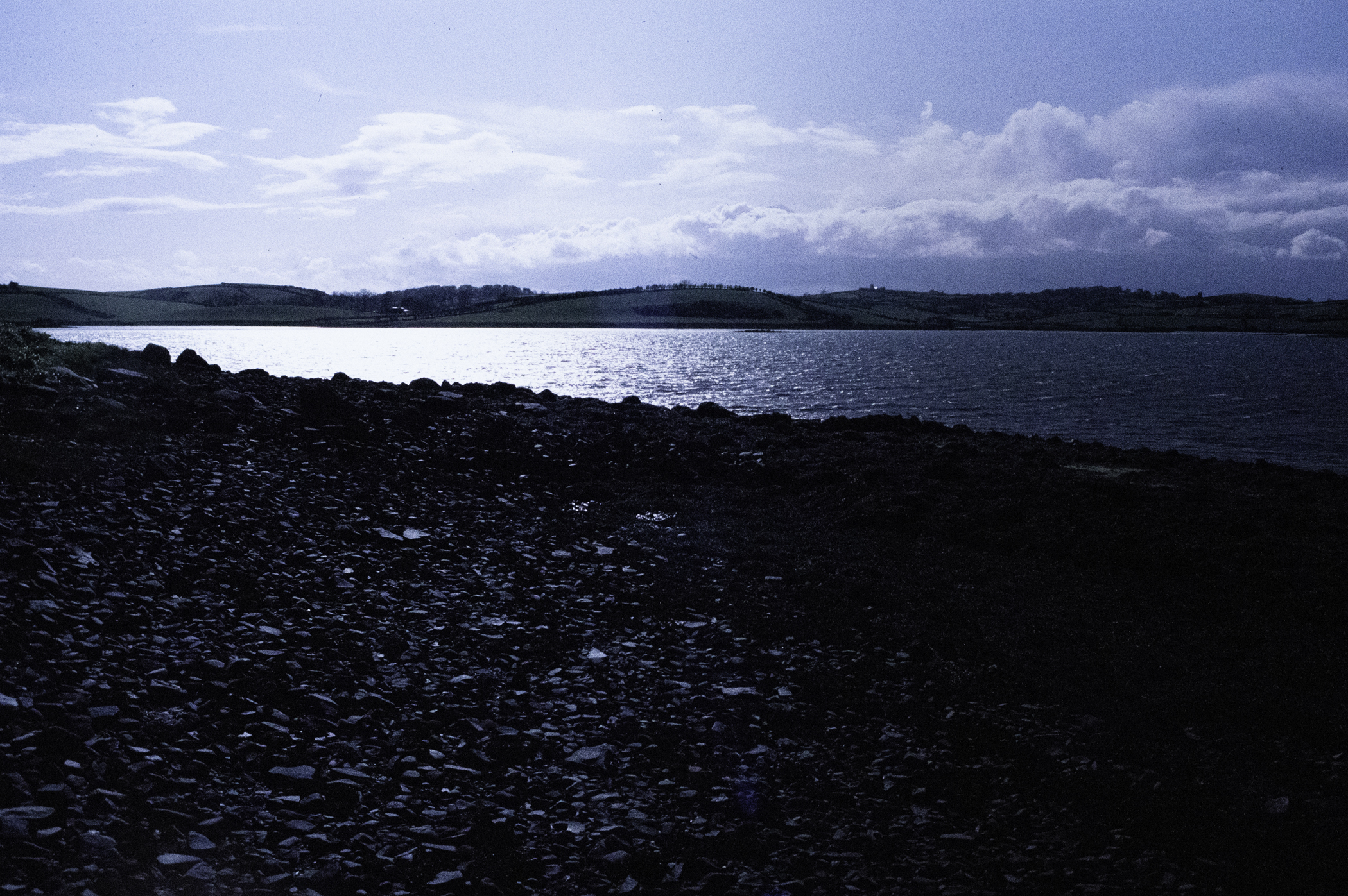 . Site: Castle Island Point, Strangford Lough. 