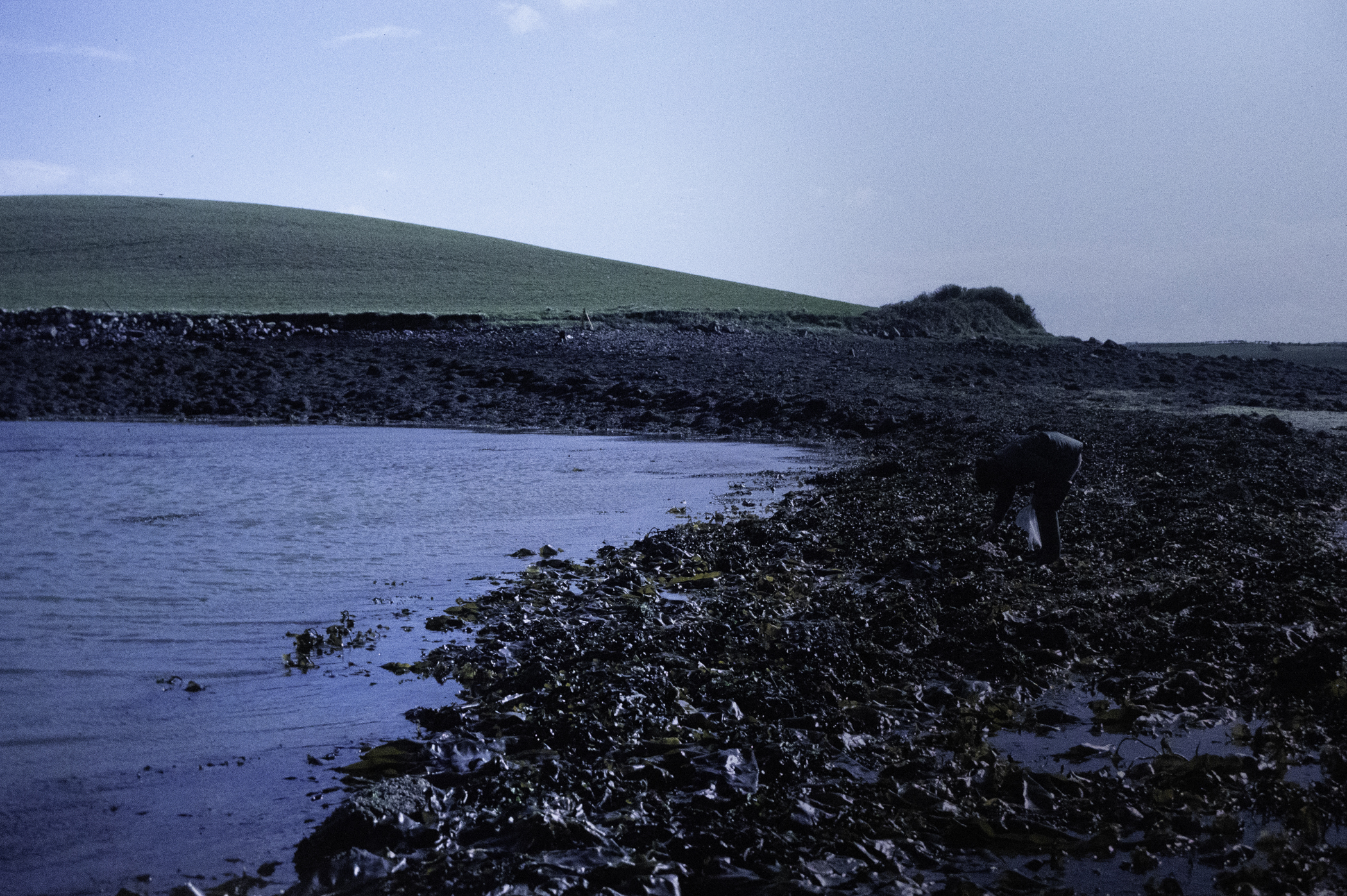 . Site: Castle Island Point, Strangford Lough. 