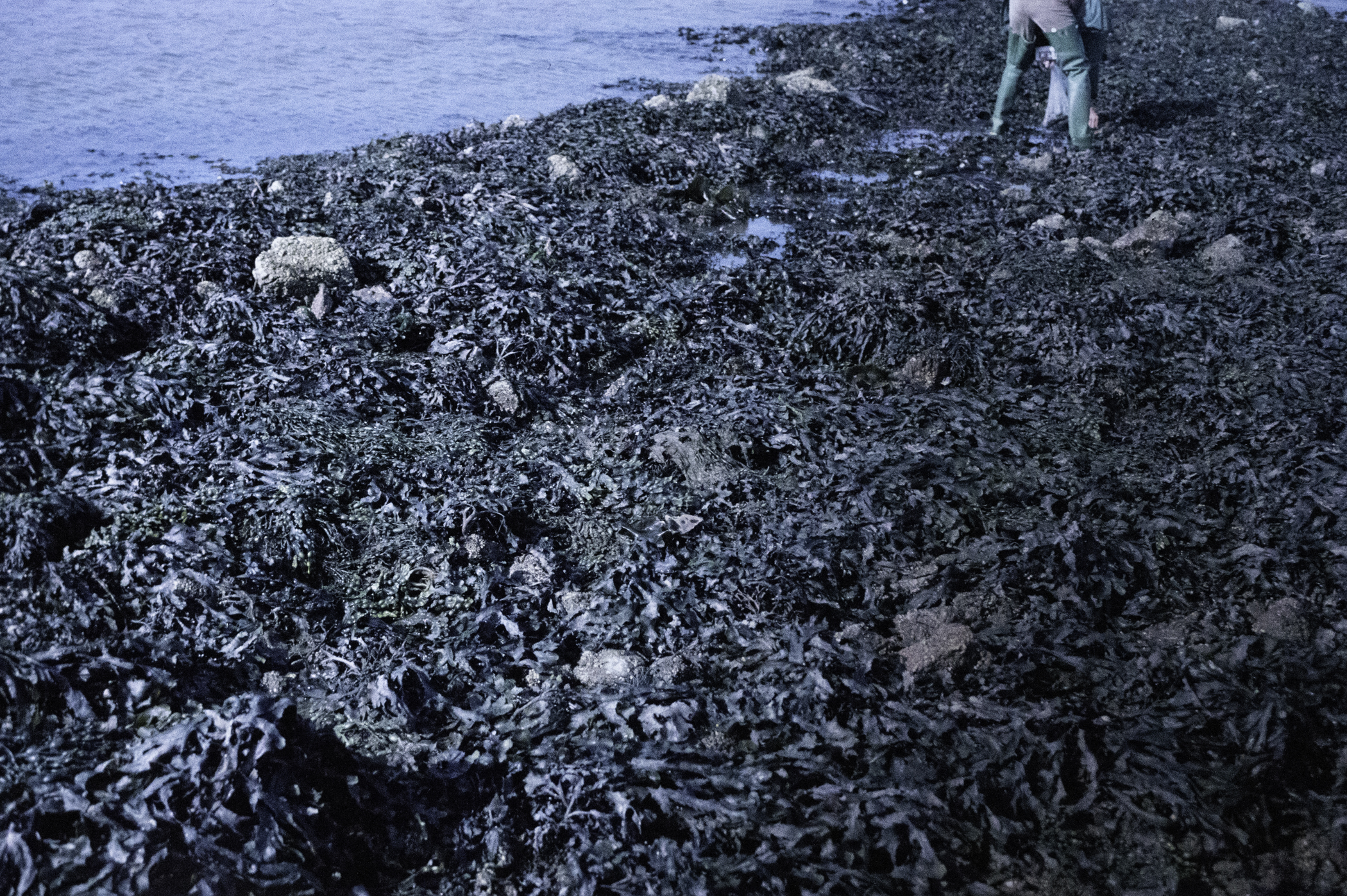 . Site: Castle Island Point, Strangford Lough. 