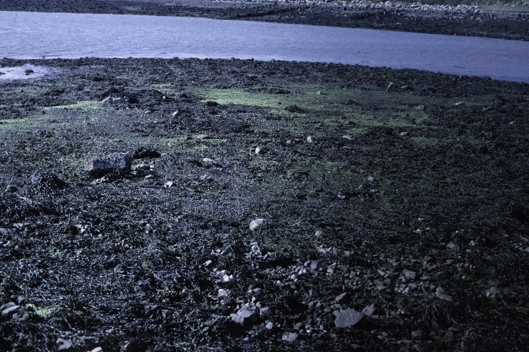 . Site: Castle Island Point, Strangford Lough. 