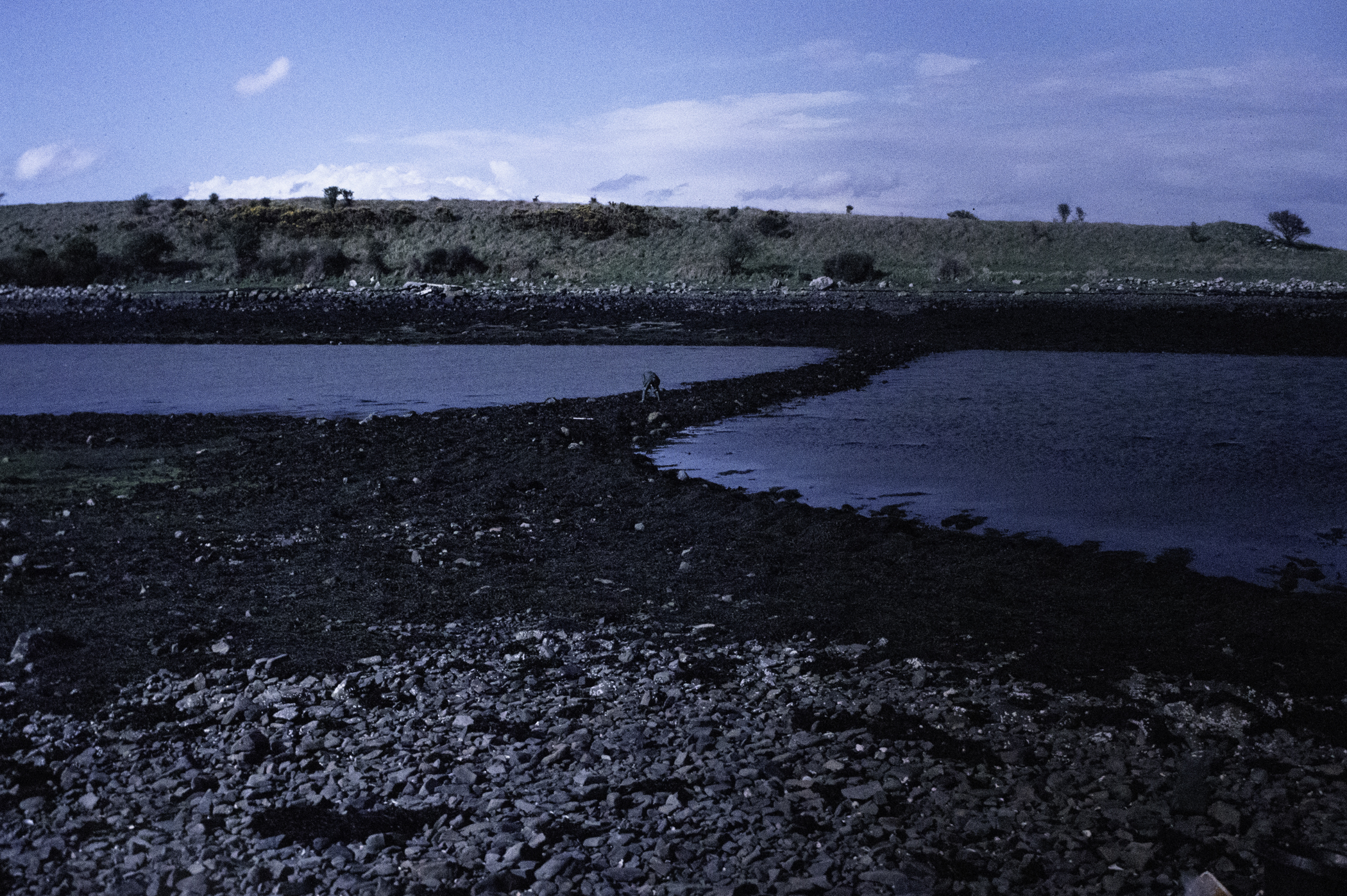 . Site: Castle Island Point, Strangford Lough. 