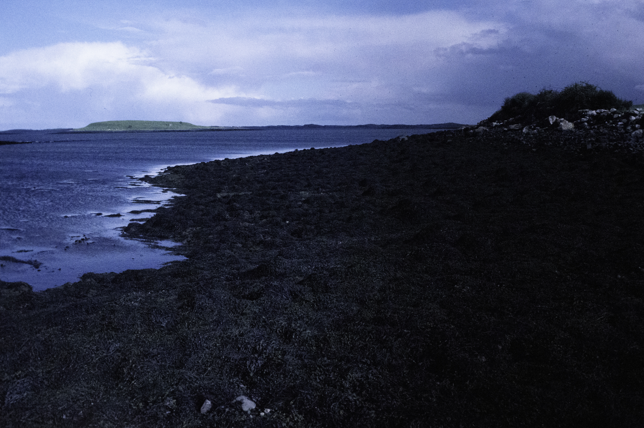 . Site: Castle Island Point, Strangford Lough. 