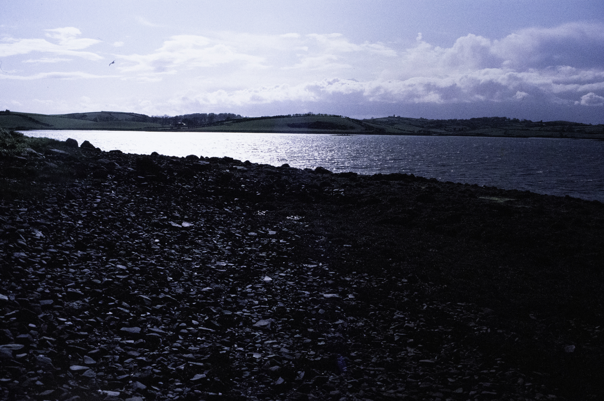 . Site: Castle Island Point, Strangford Lough. 