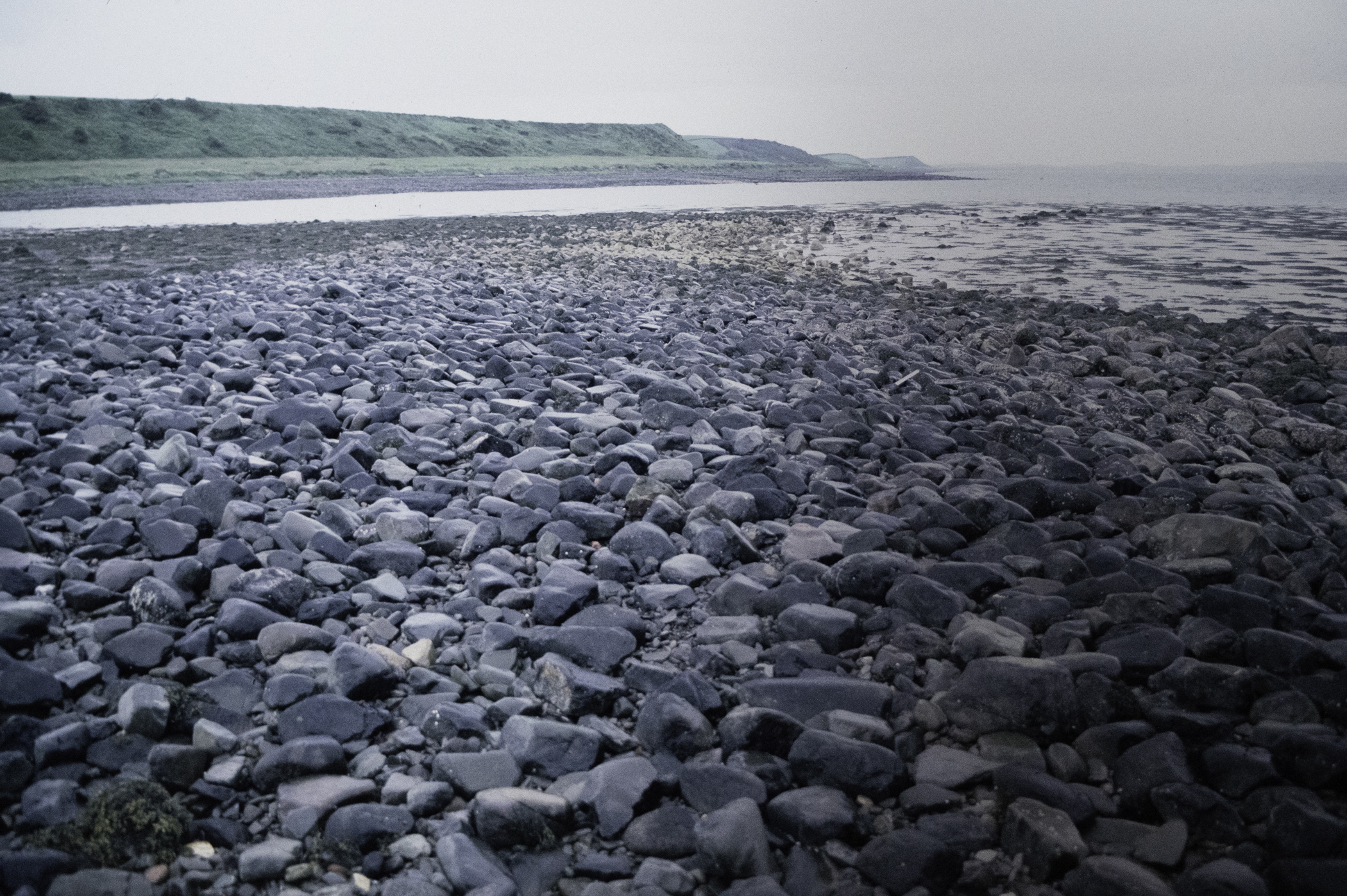 . Site: Herring Bay boulders, Strangford Lough. 