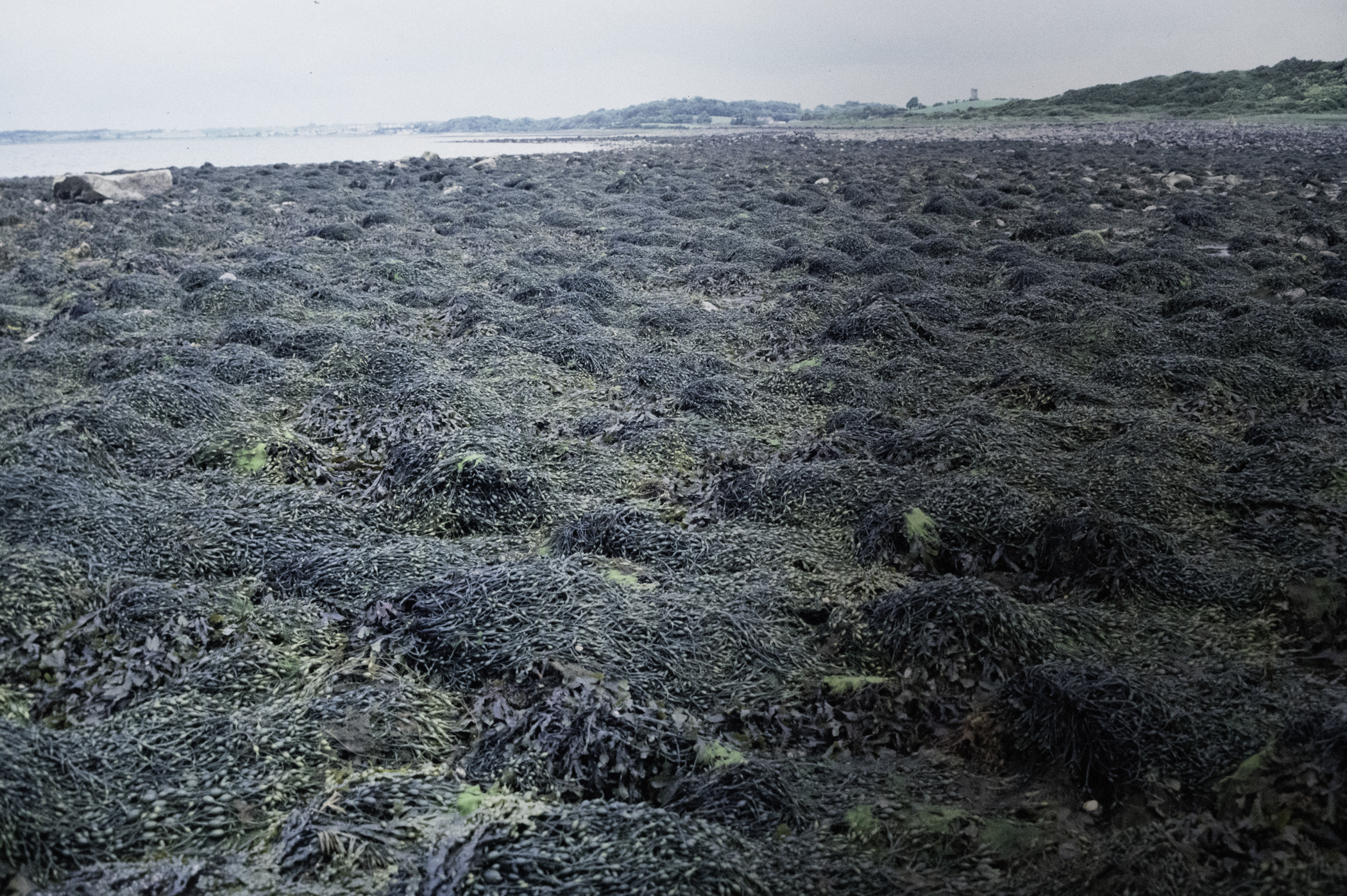 . Site: Herring Bay boulders, Strangford Lough. 