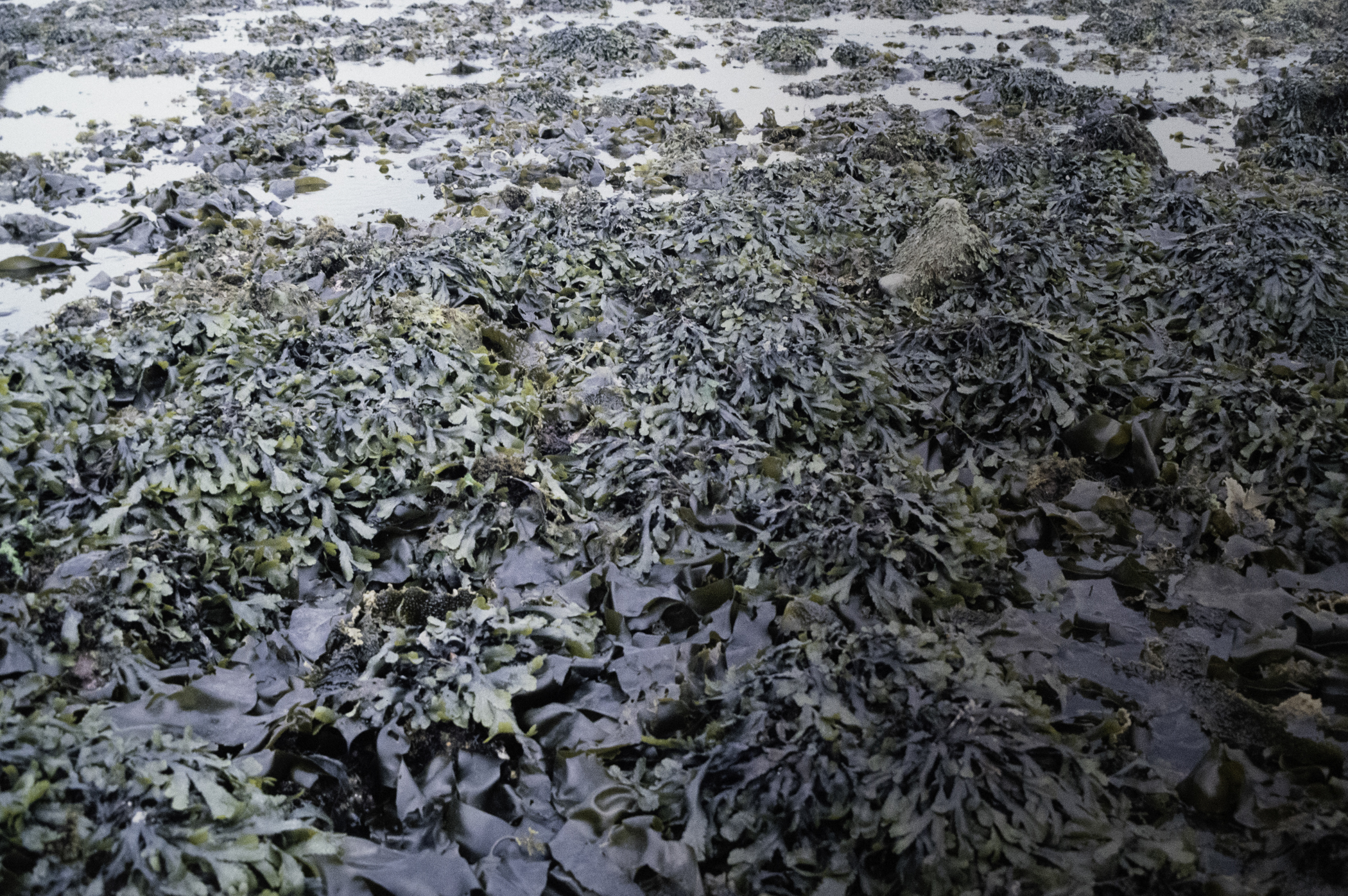 . Site: Herring Bay boulders, Strangford Lough. 