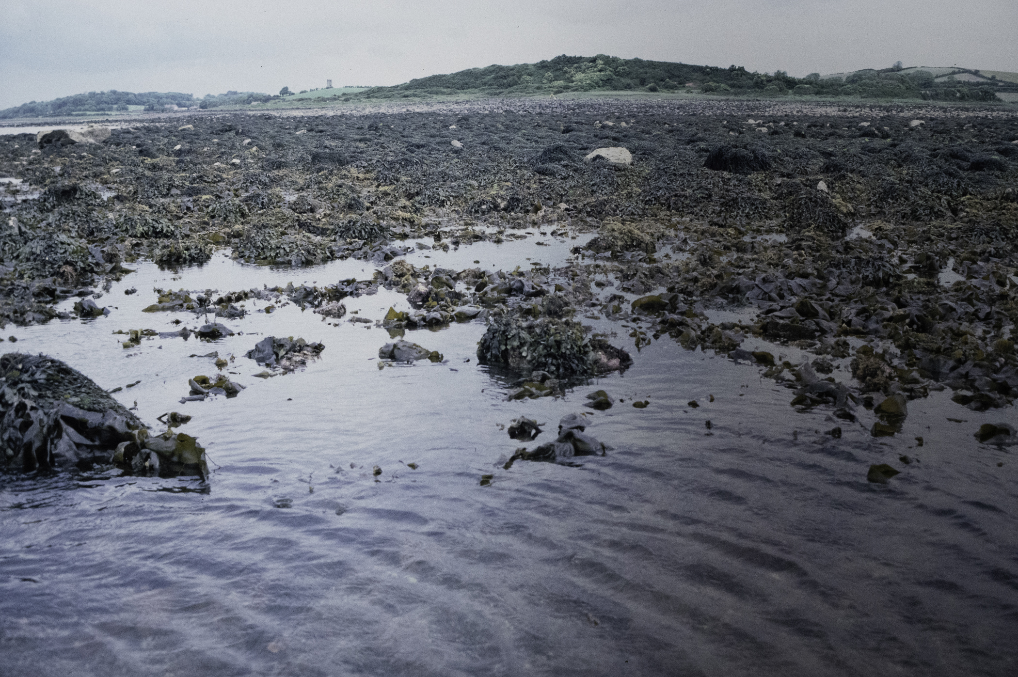 . Site: Herring Bay boulders, Strangford Lough. 