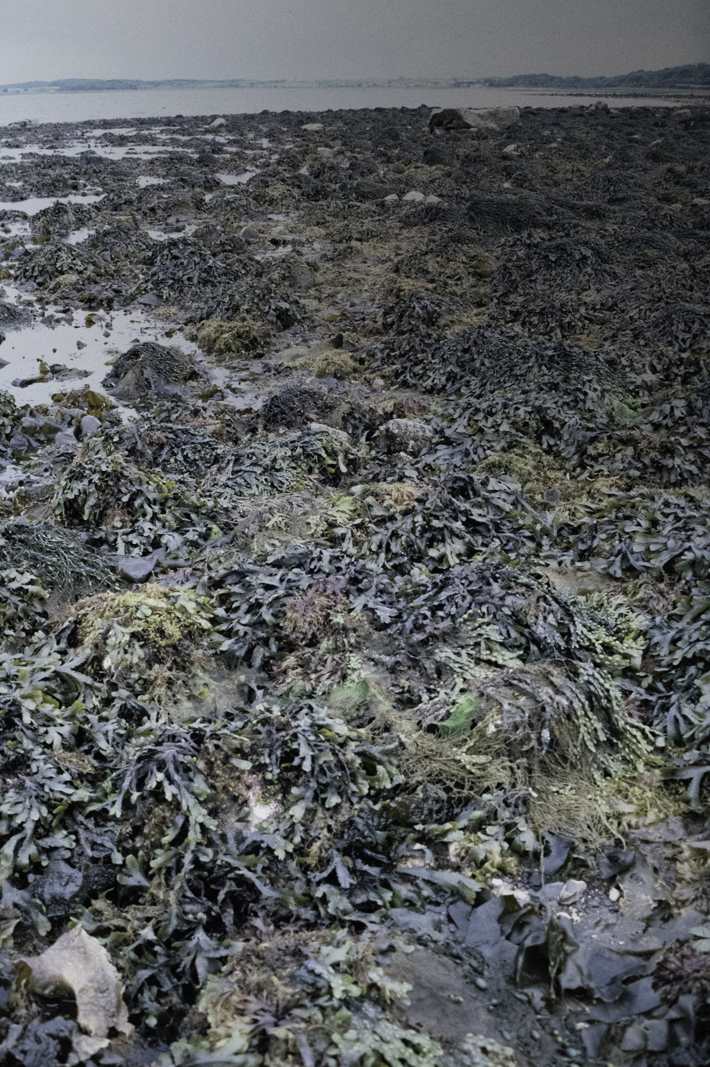 . Site: Herring Bay boulders, Strangford Lough. 