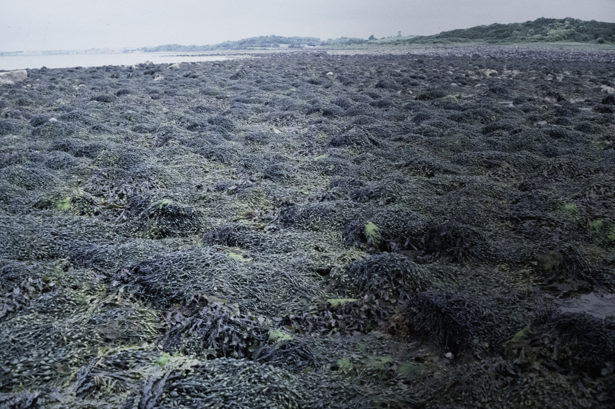 . Site: Herring Bay boulders, Strangford Lough. 