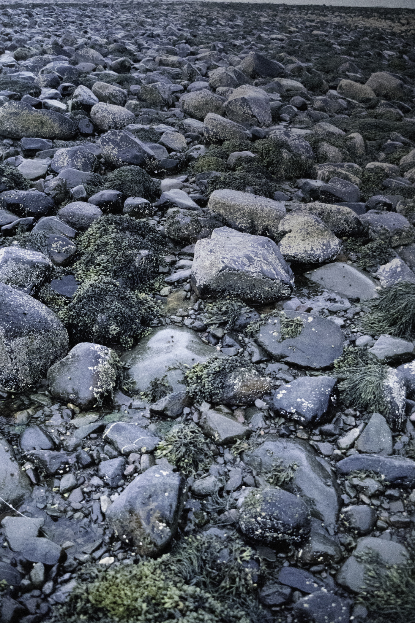 . Site: Herring Bay boulders, Strangford Lough. 