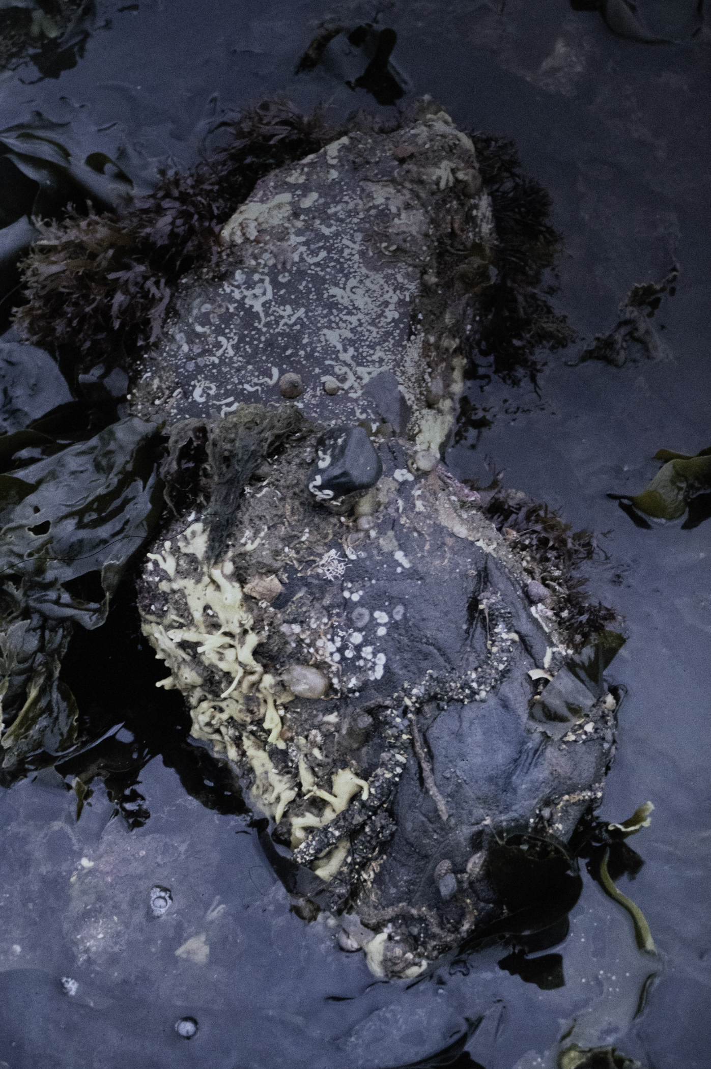 . Site: Herring Bay boulders, Strangford Lough. 