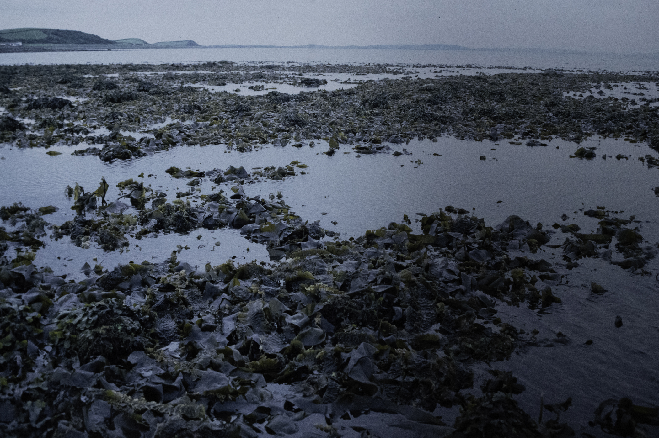 . Site: Herring Bay boulders, Strangford Lough. 