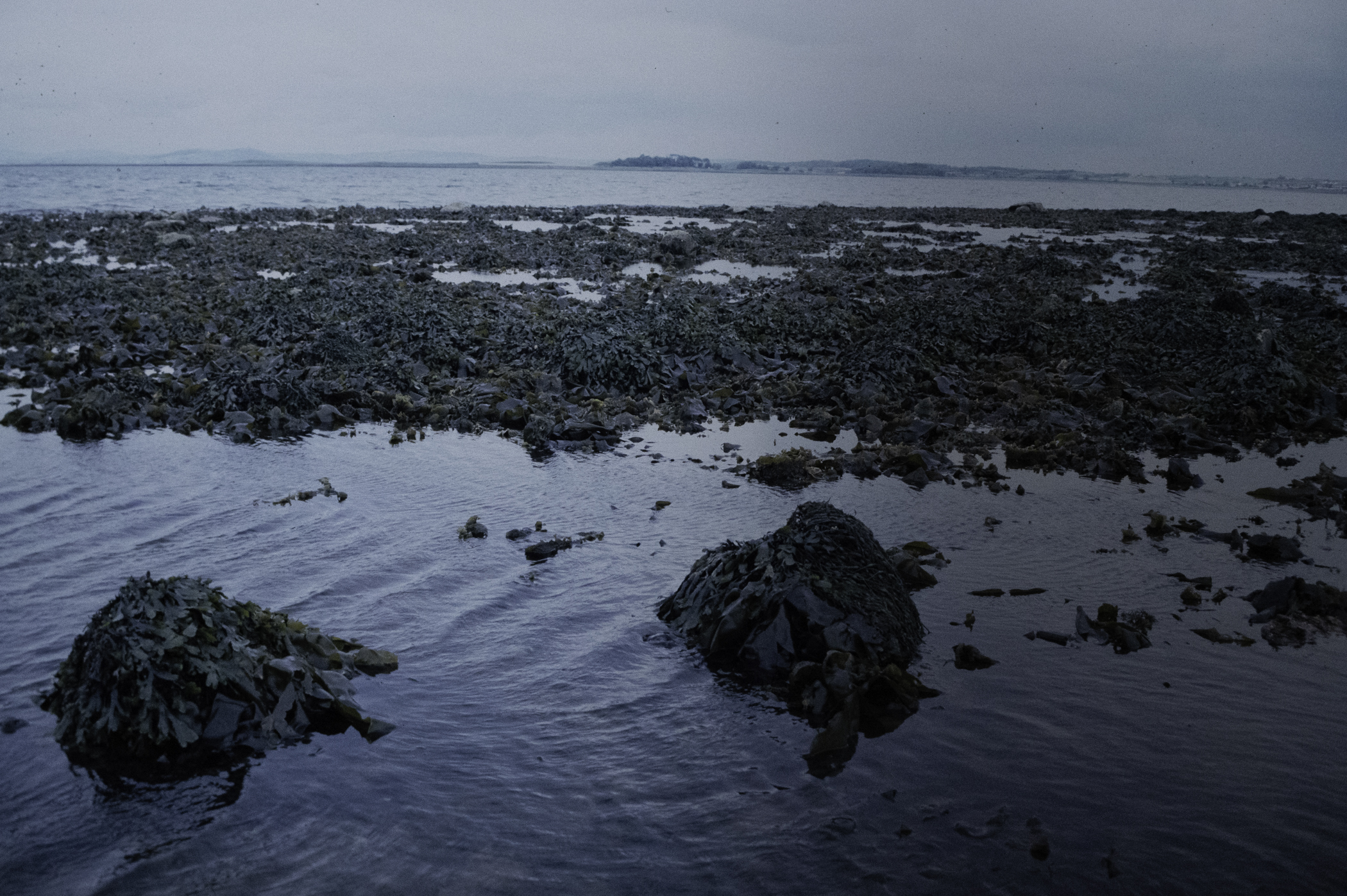 . Site: Herring Bay boulders, Strangford Lough. 