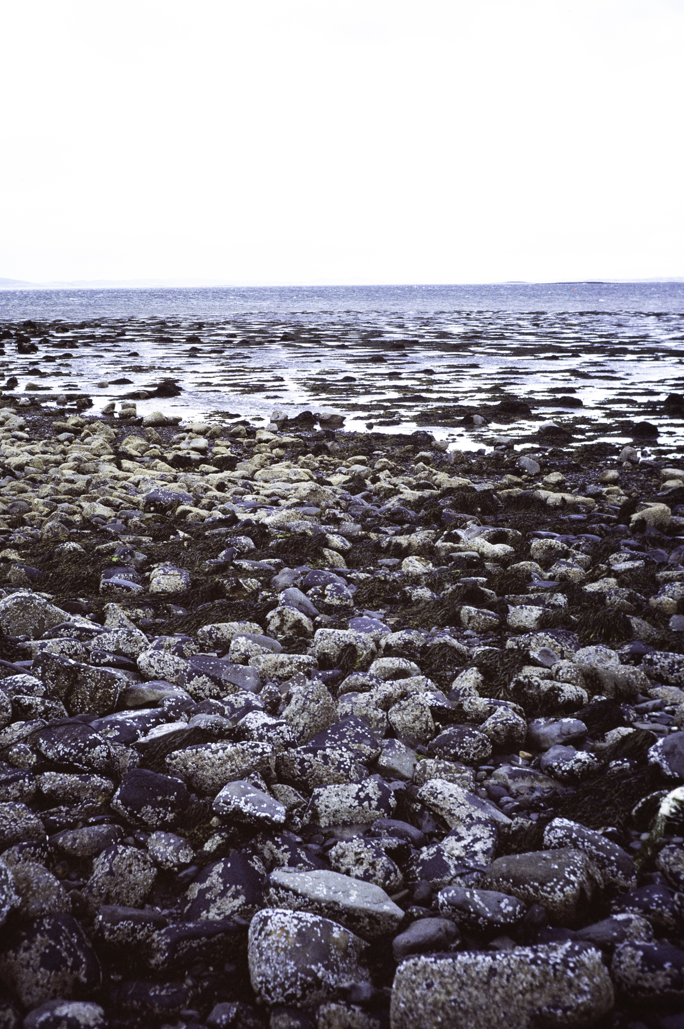 . Site: Herring Bay boulders, Strangford Lough. 