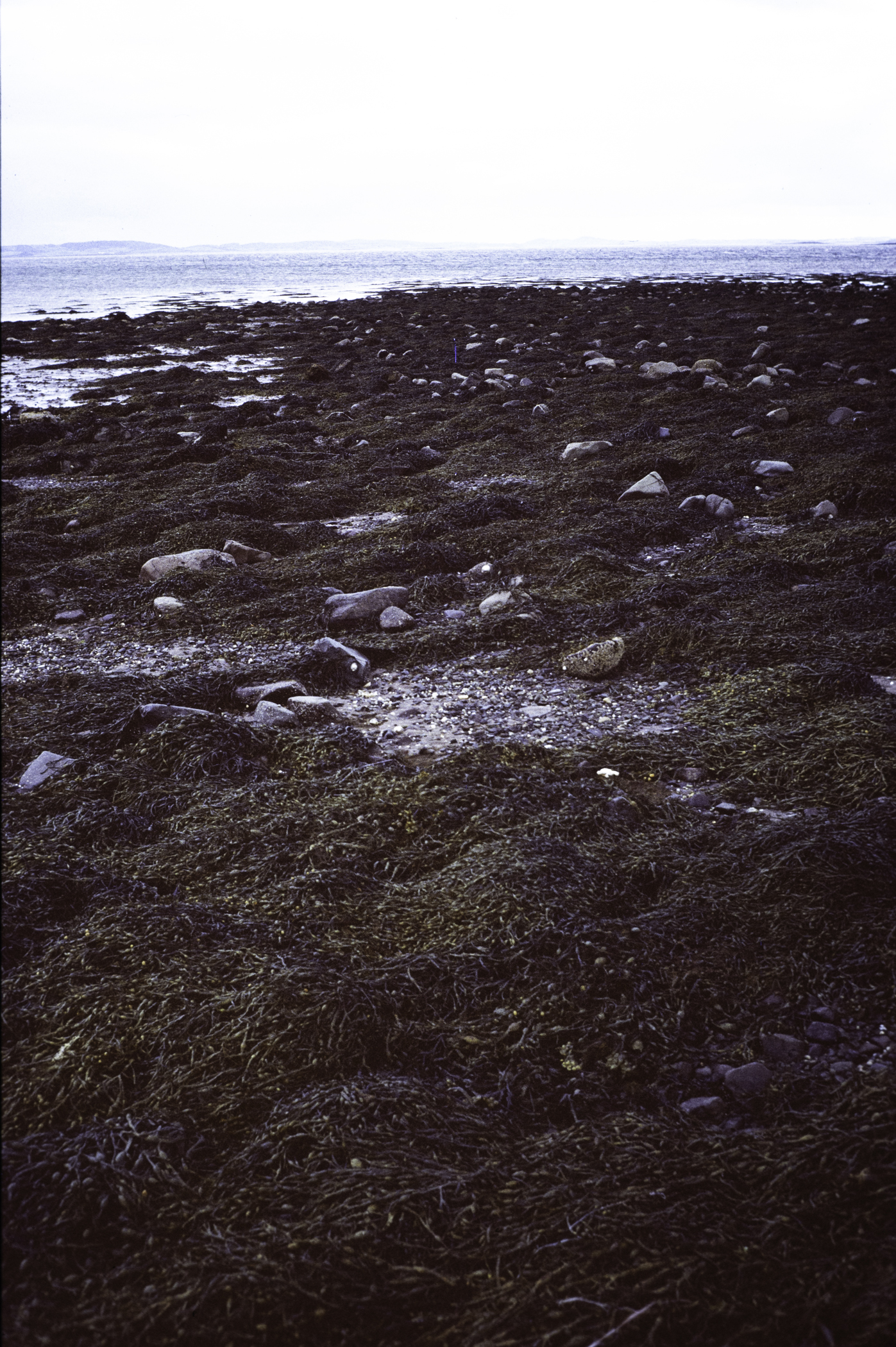 . Site: Herring Bay boulders, Strangford Lough. 