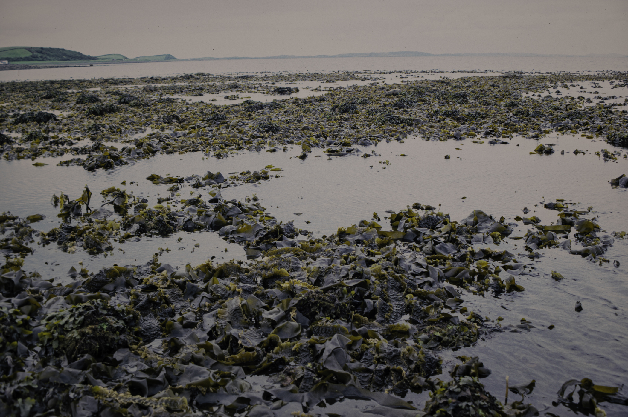 . Site: Herring Bay boulders, Strangford Lough. 