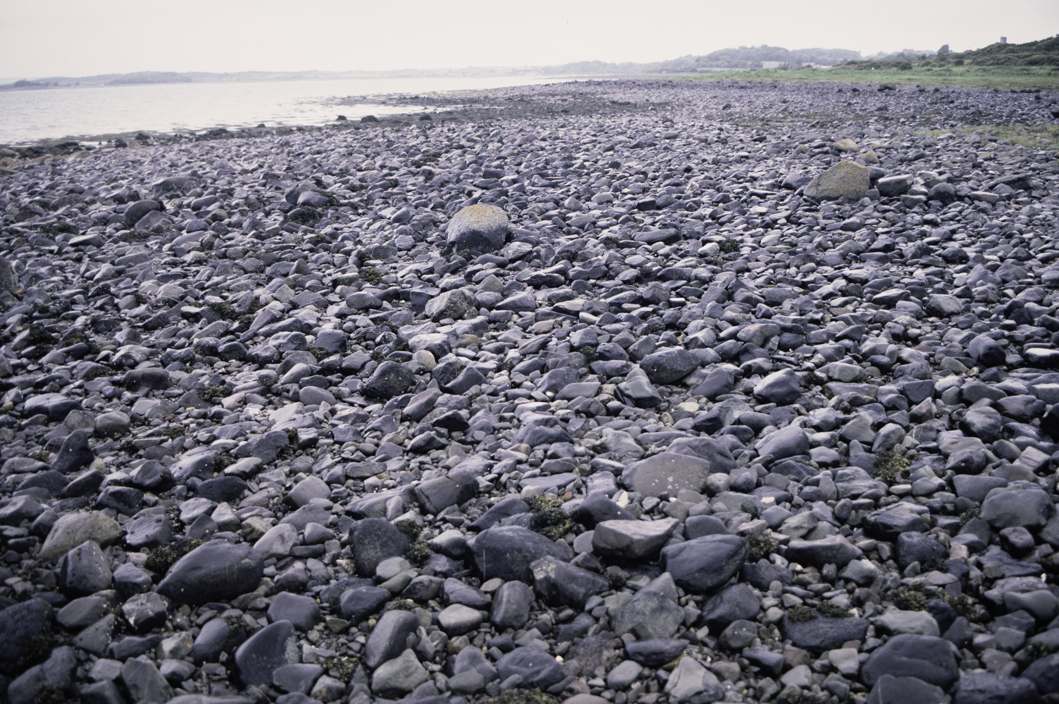 . Site: Herring Bay boulders, Strangford Lough. 