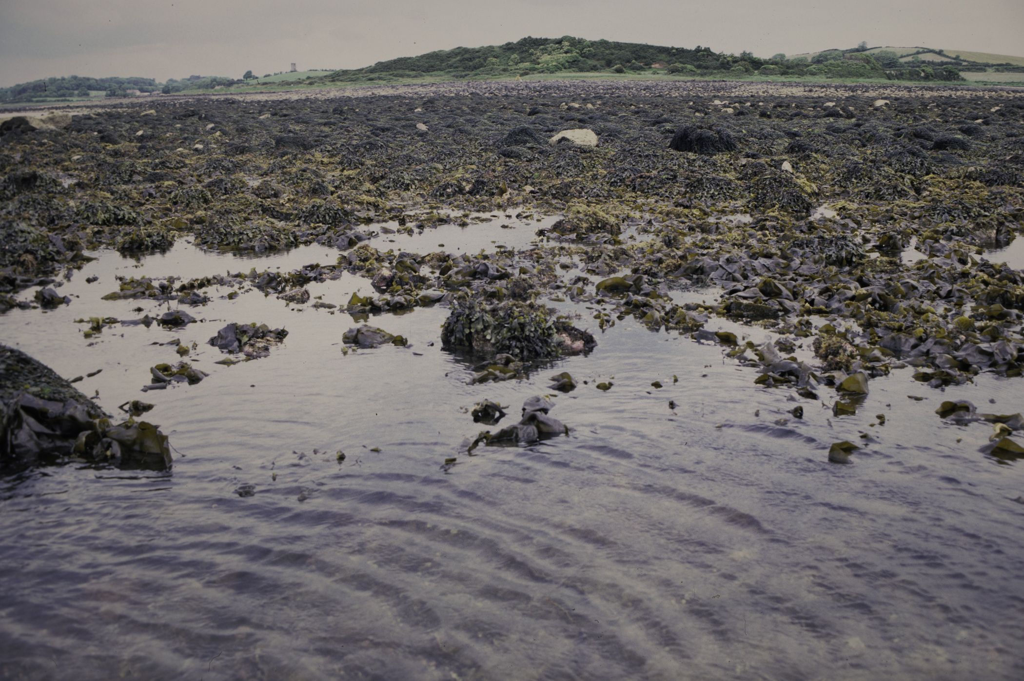 . Site: Herring Bay boulders, Strangford Lough. 