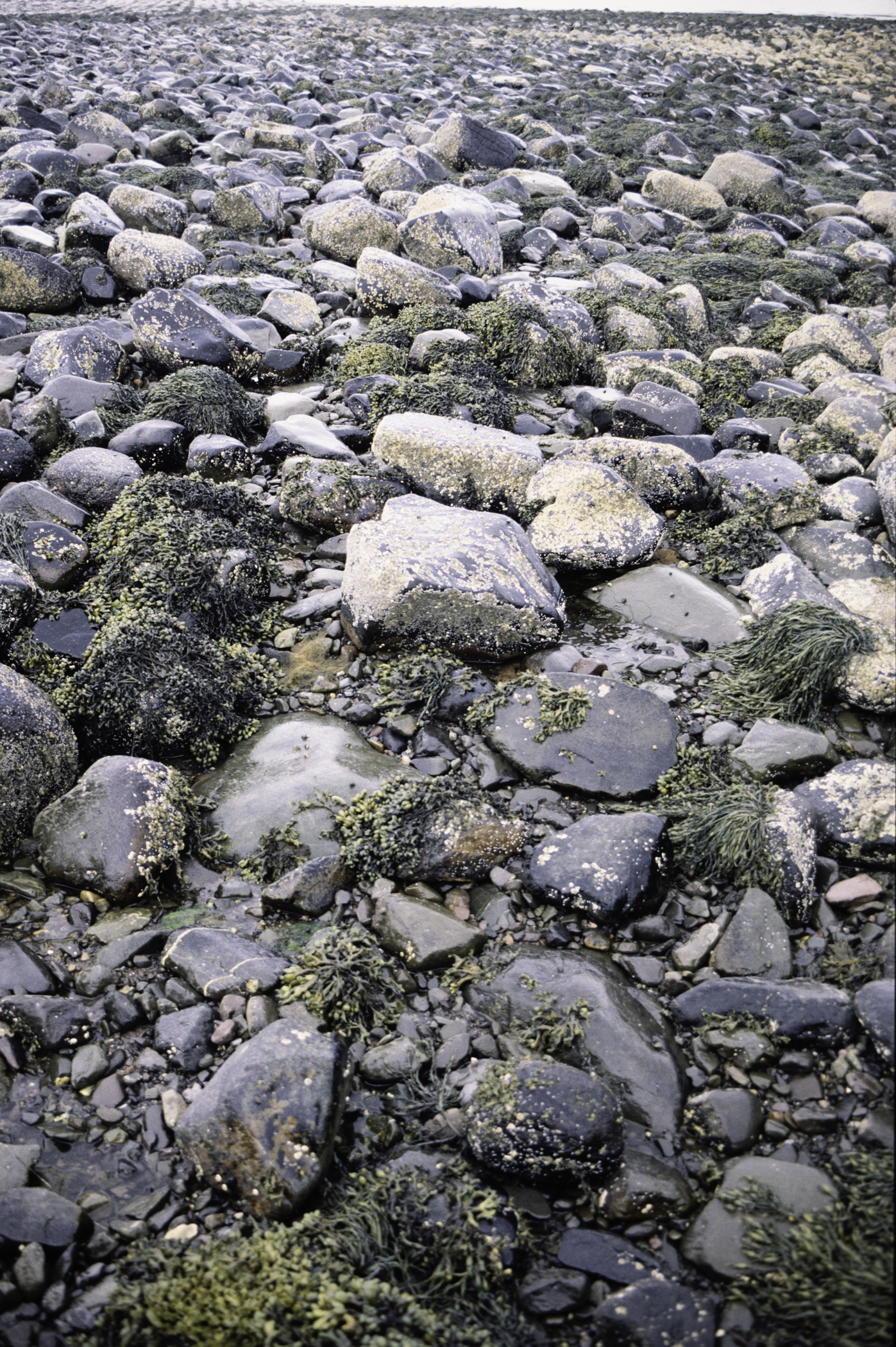 . Site: Herring Bay boulders, Strangford Lough. 