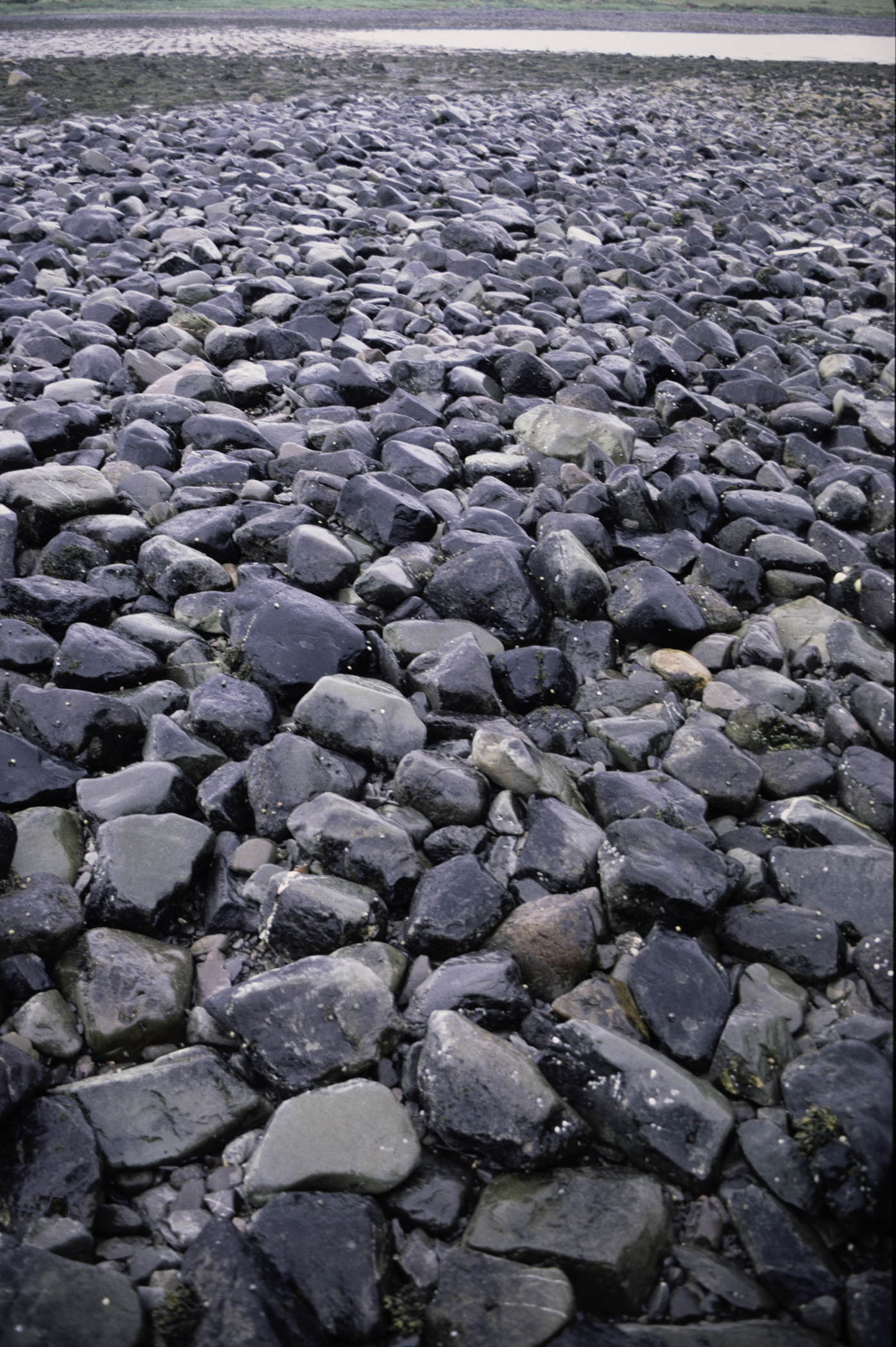 . Site: Herring Bay boulders, Strangford Lough. 