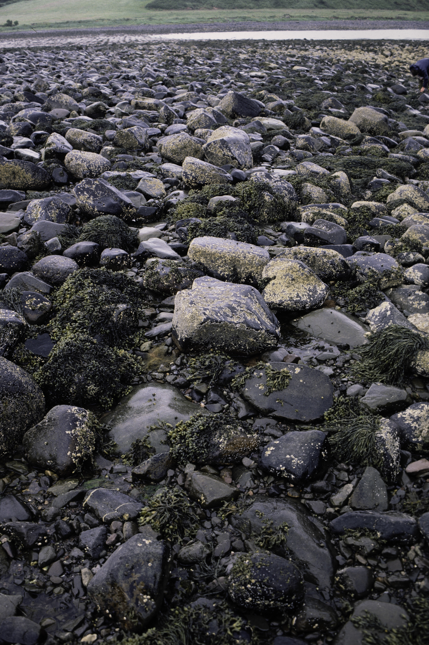 . Site: Herring Bay boulders, Strangford Lough. 