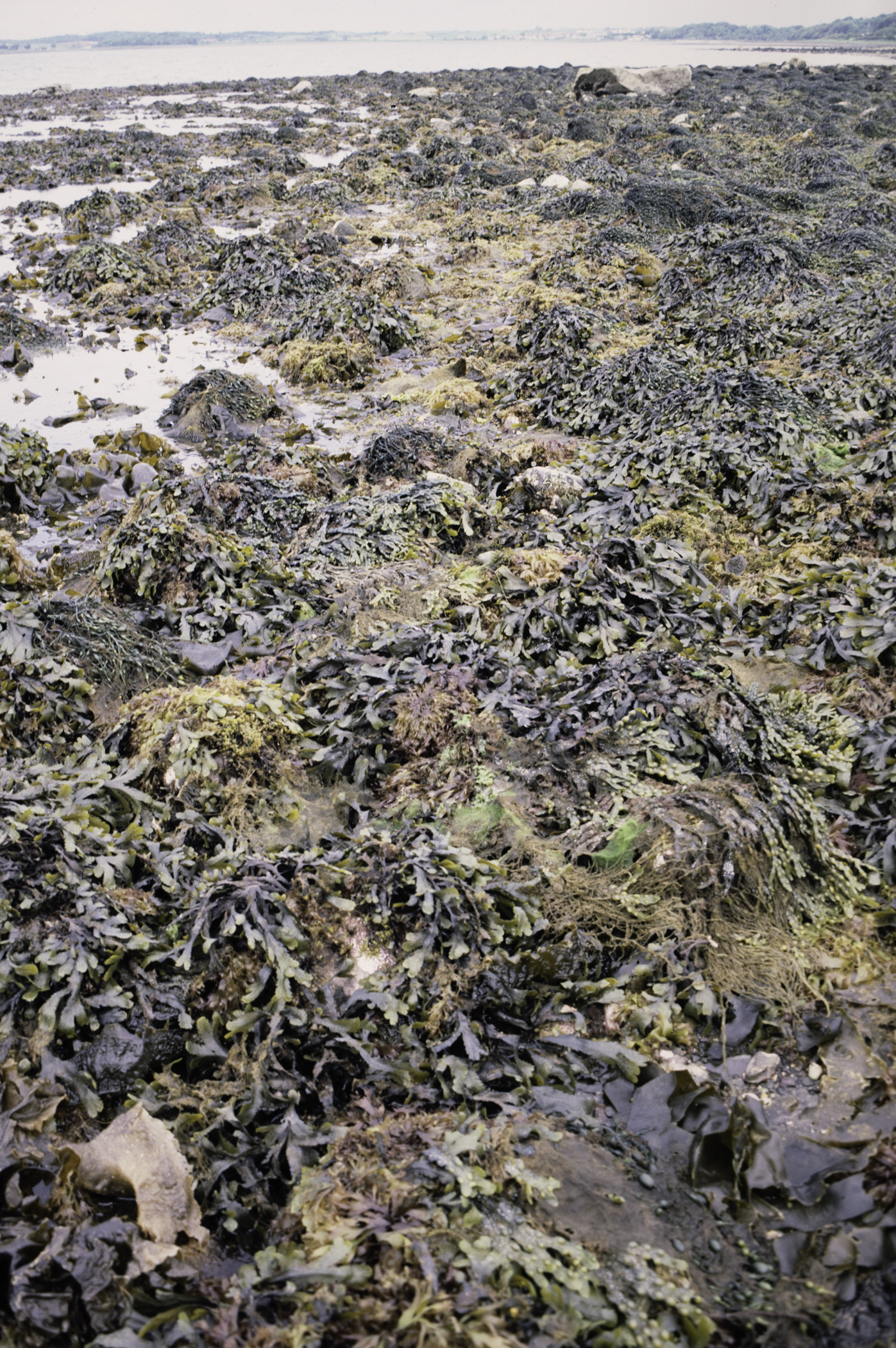 . Site: Herring Bay boulders, Strangford Lough. 