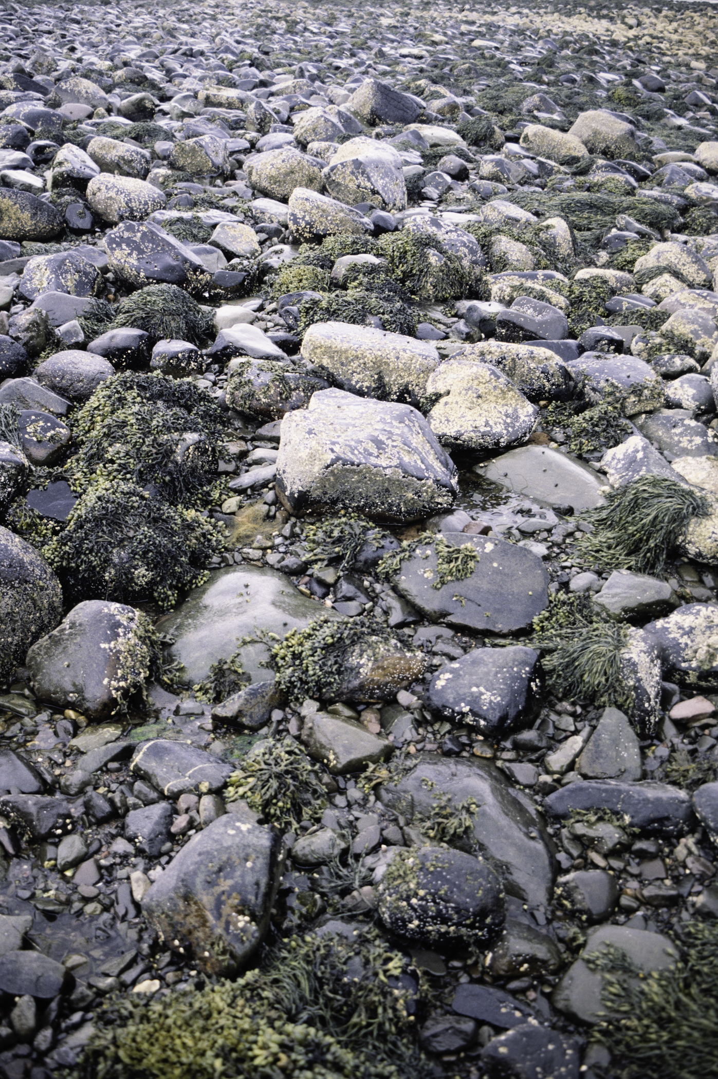 . Site: Herring Bay boulders, Strangford Lough. 